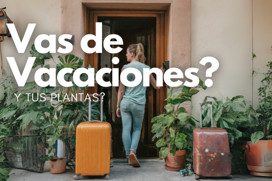 5 Consejos Para cuidar tus Plantas en Vacaciones