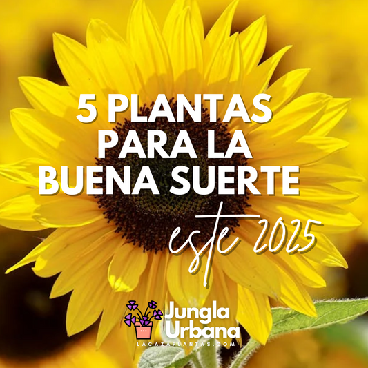 5 plantas para la buena suerte