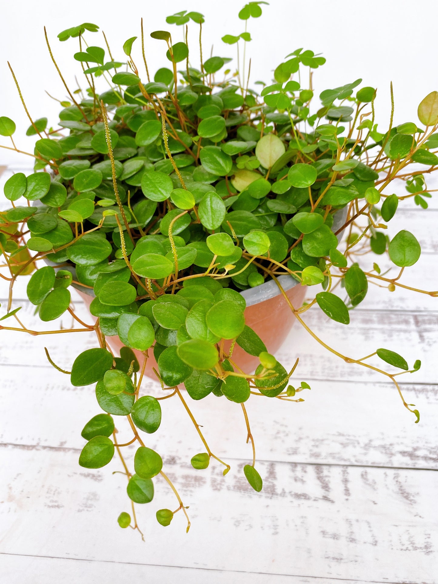 Peperomia pepperspot