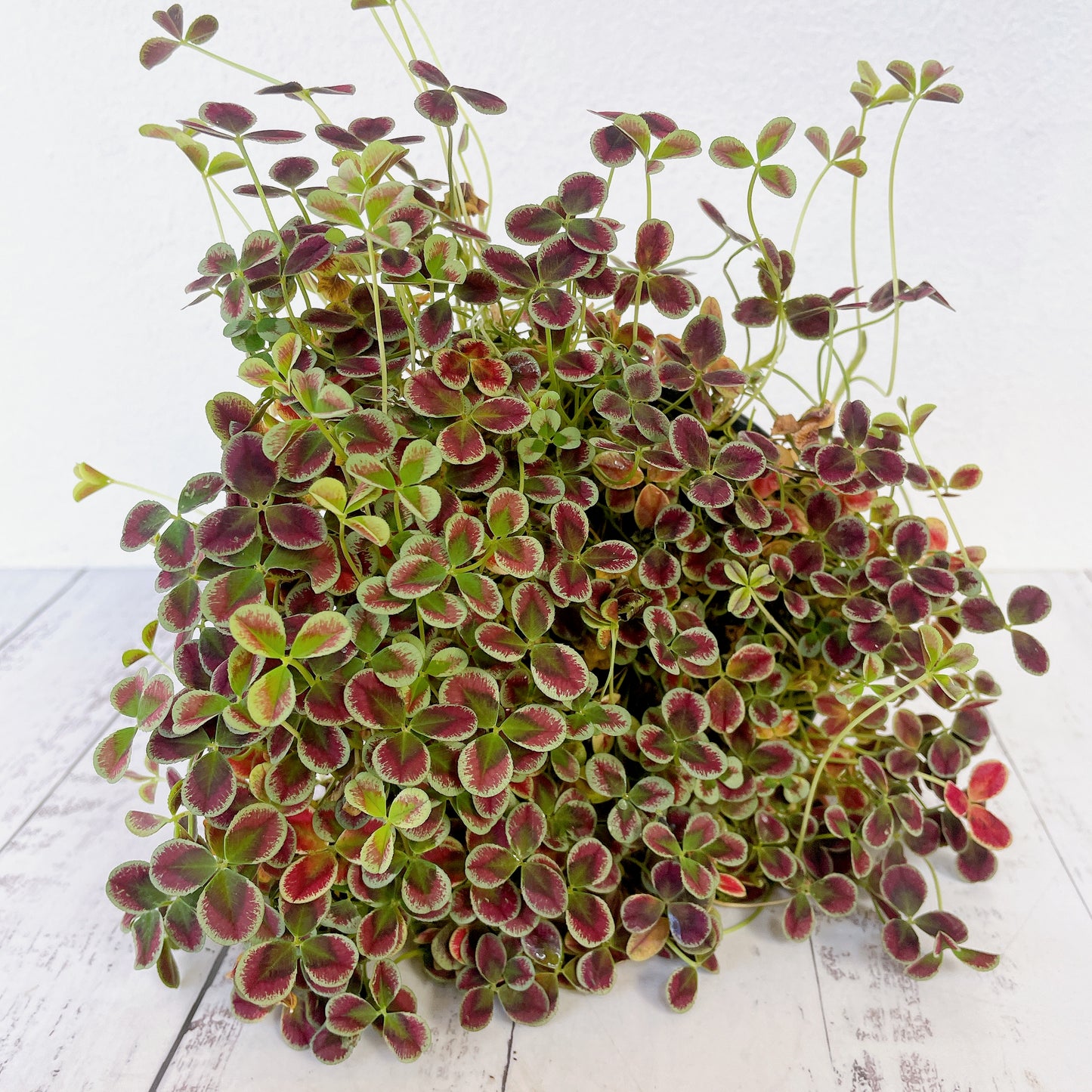 Trébol Estrelle / trifolium