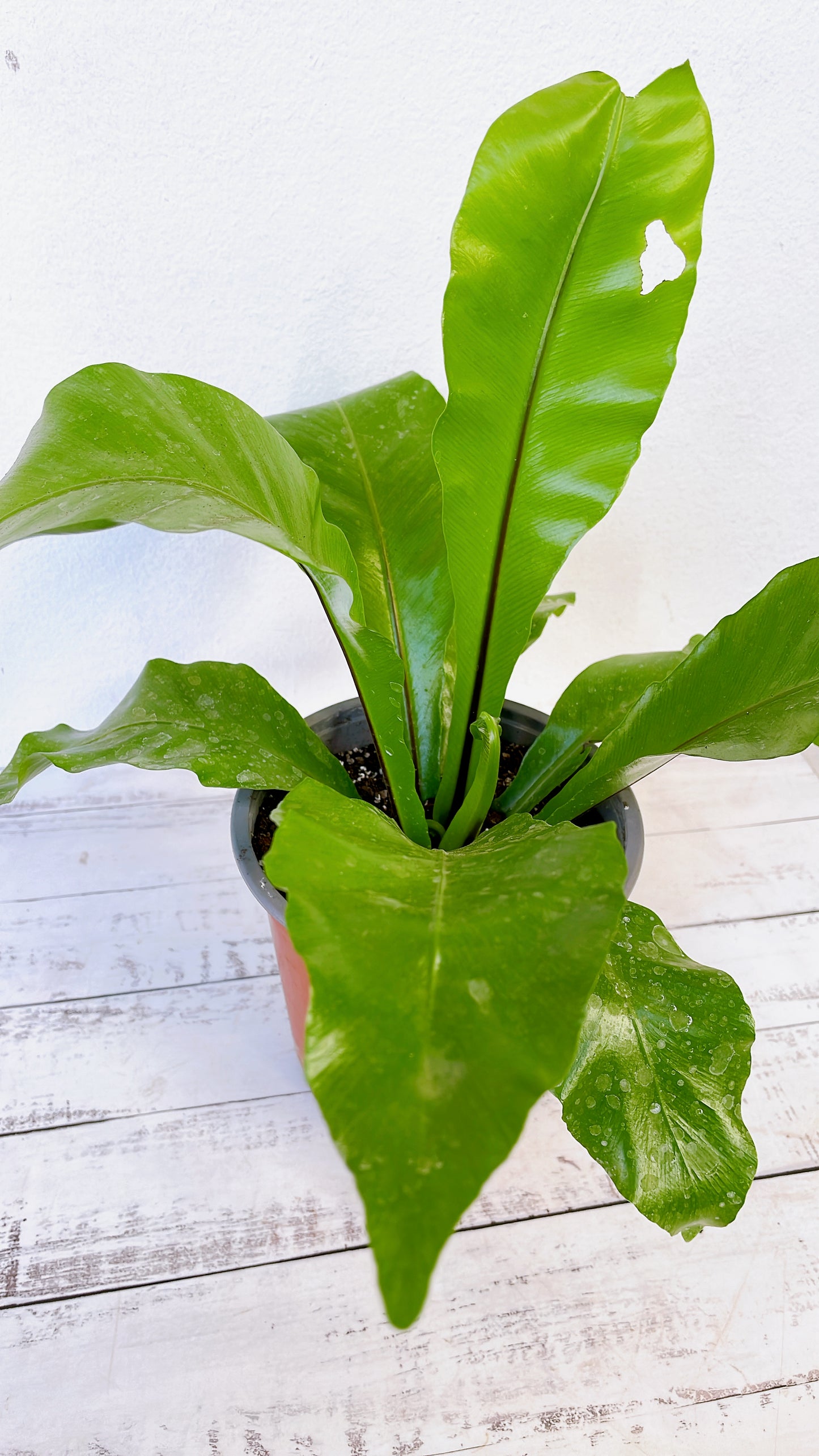 Asplenium Nidus/ Helecho Nido qde ave 🪺