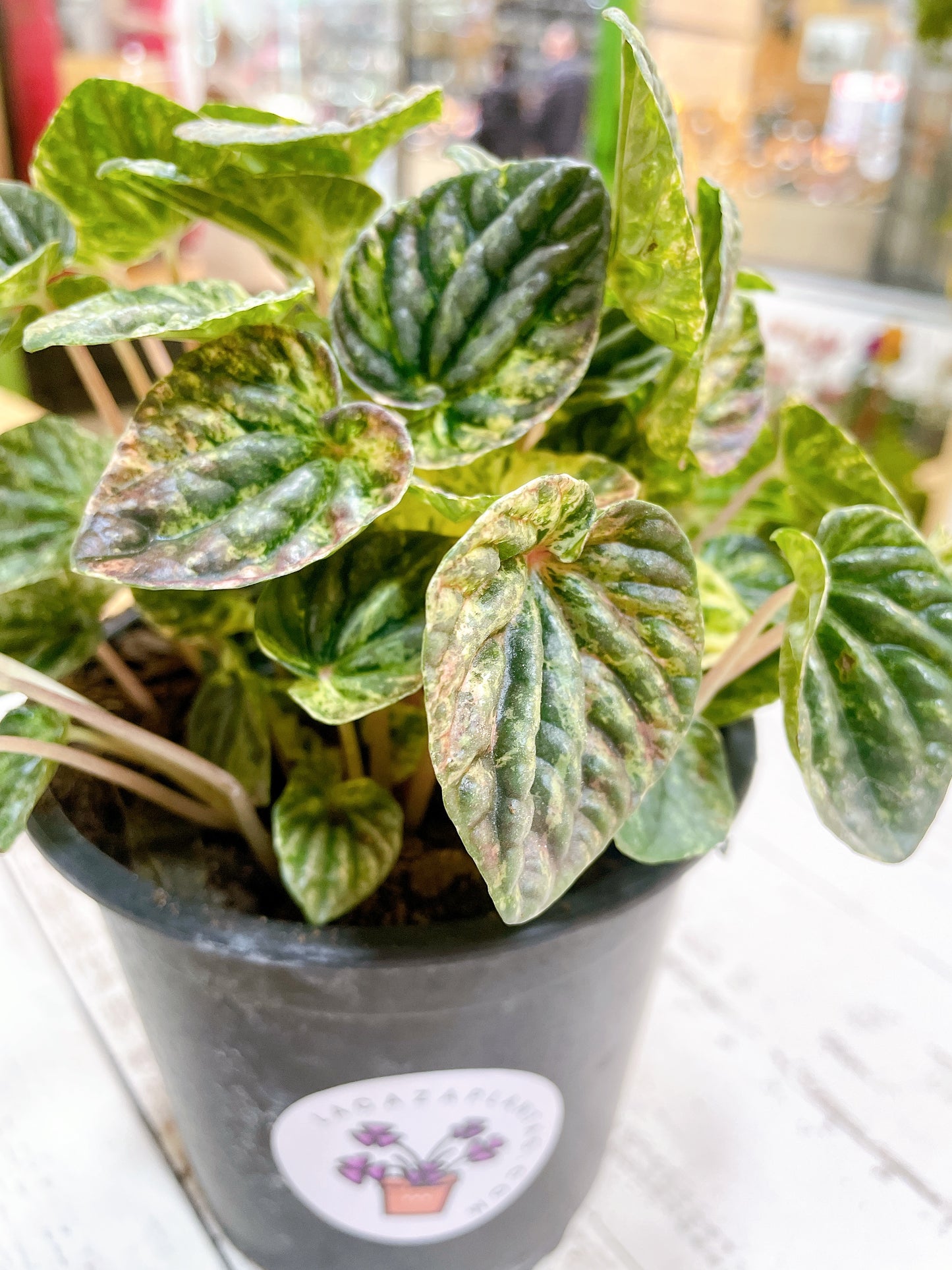 Peperomia caperata variegada