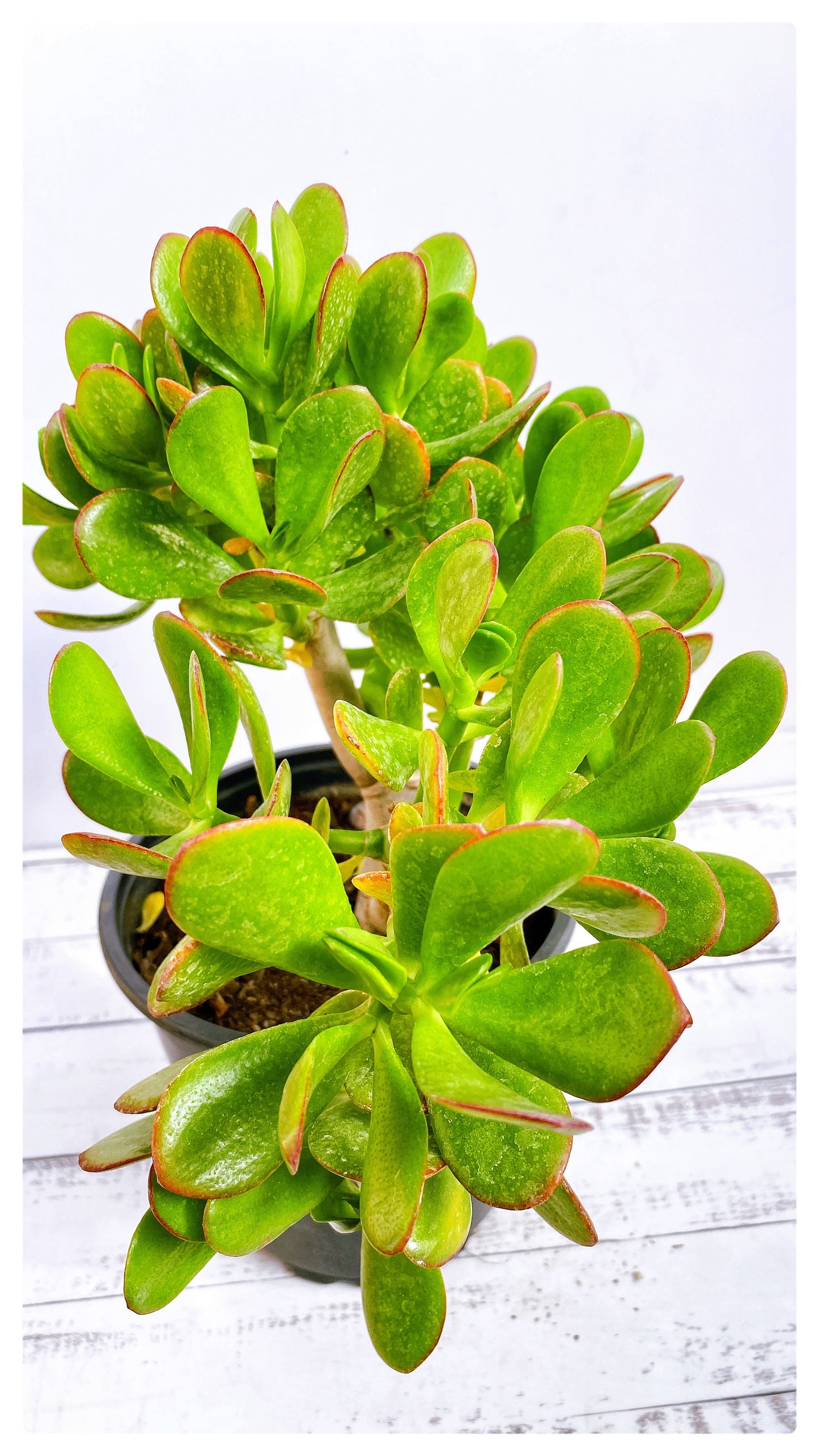 Jade