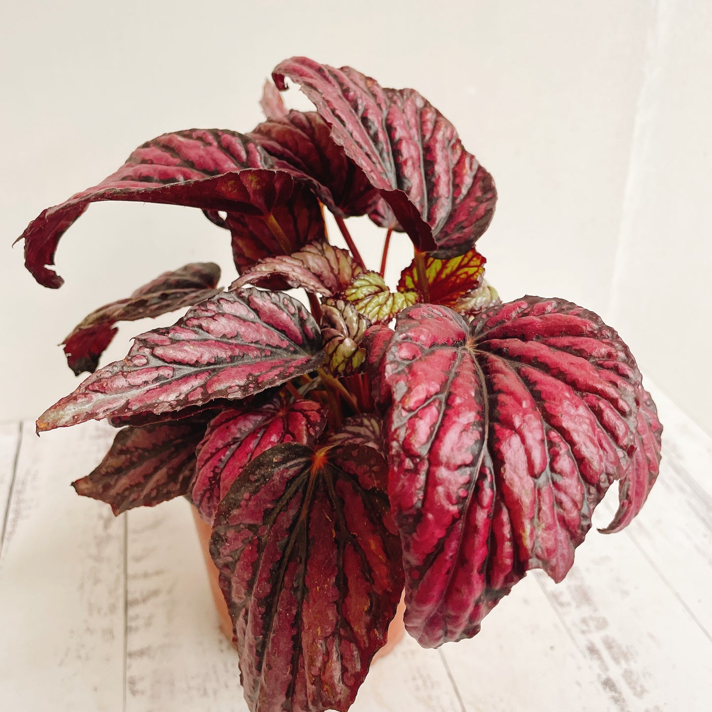 Begonias Variedad