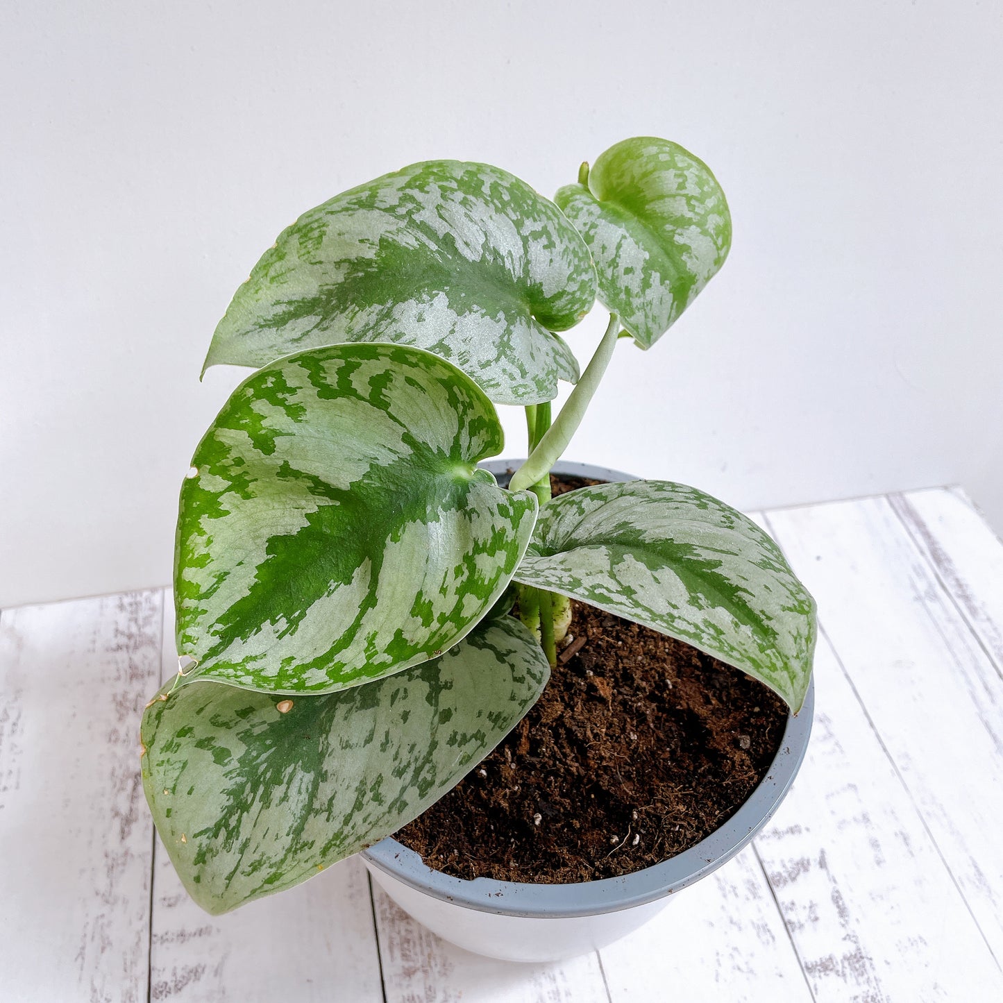 Scindapsus Pictus exótica