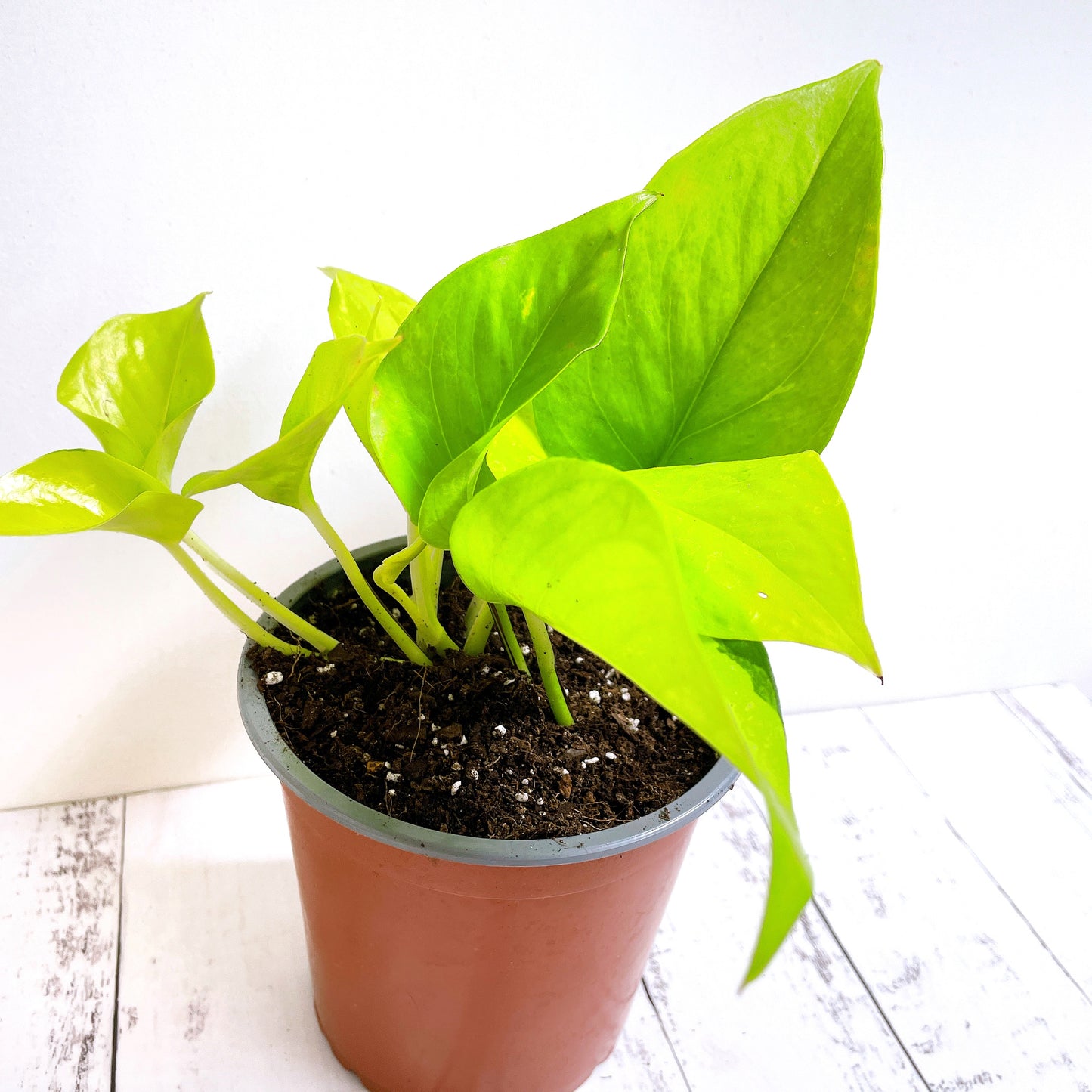 Scindapsus Neón