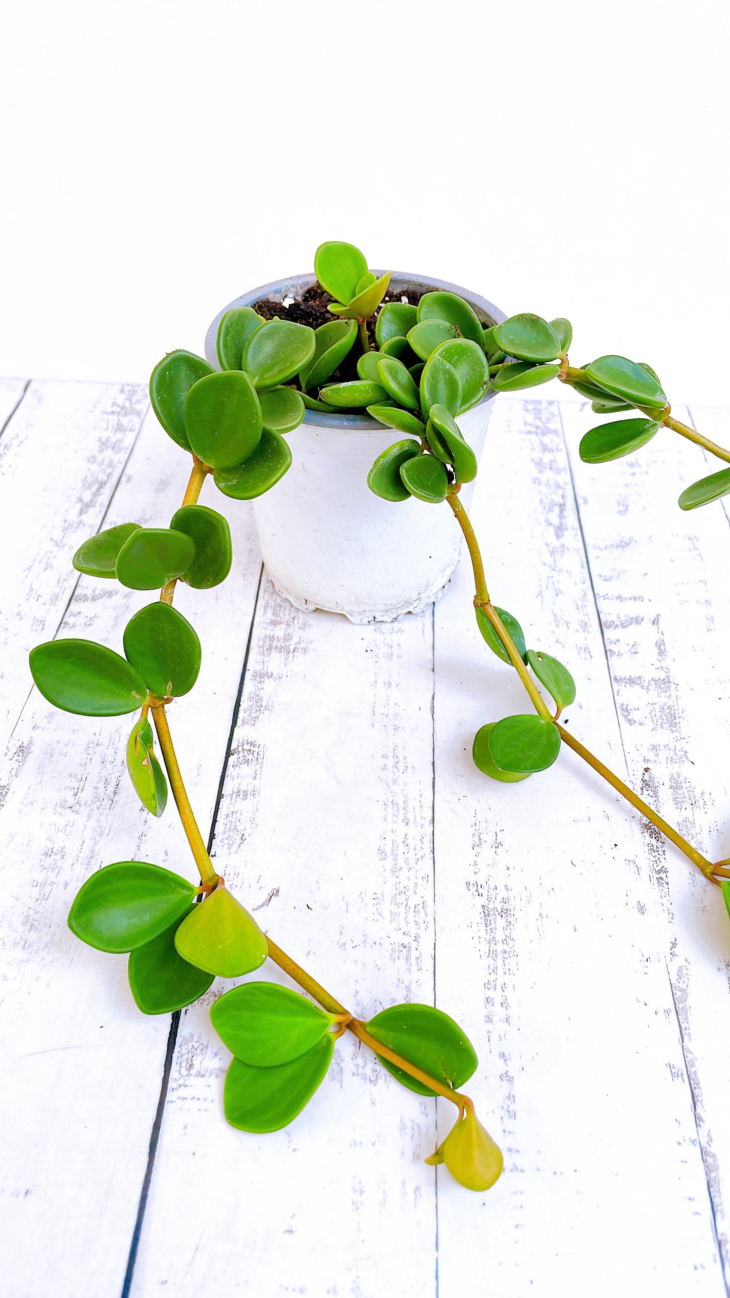Peperomia Hope
