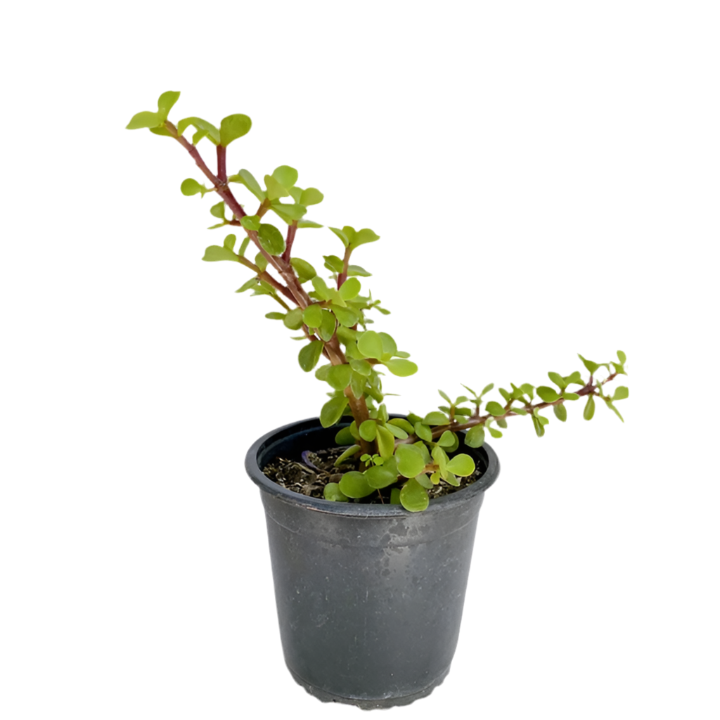 planta de jade enana Jade enano – La Cazaplantas