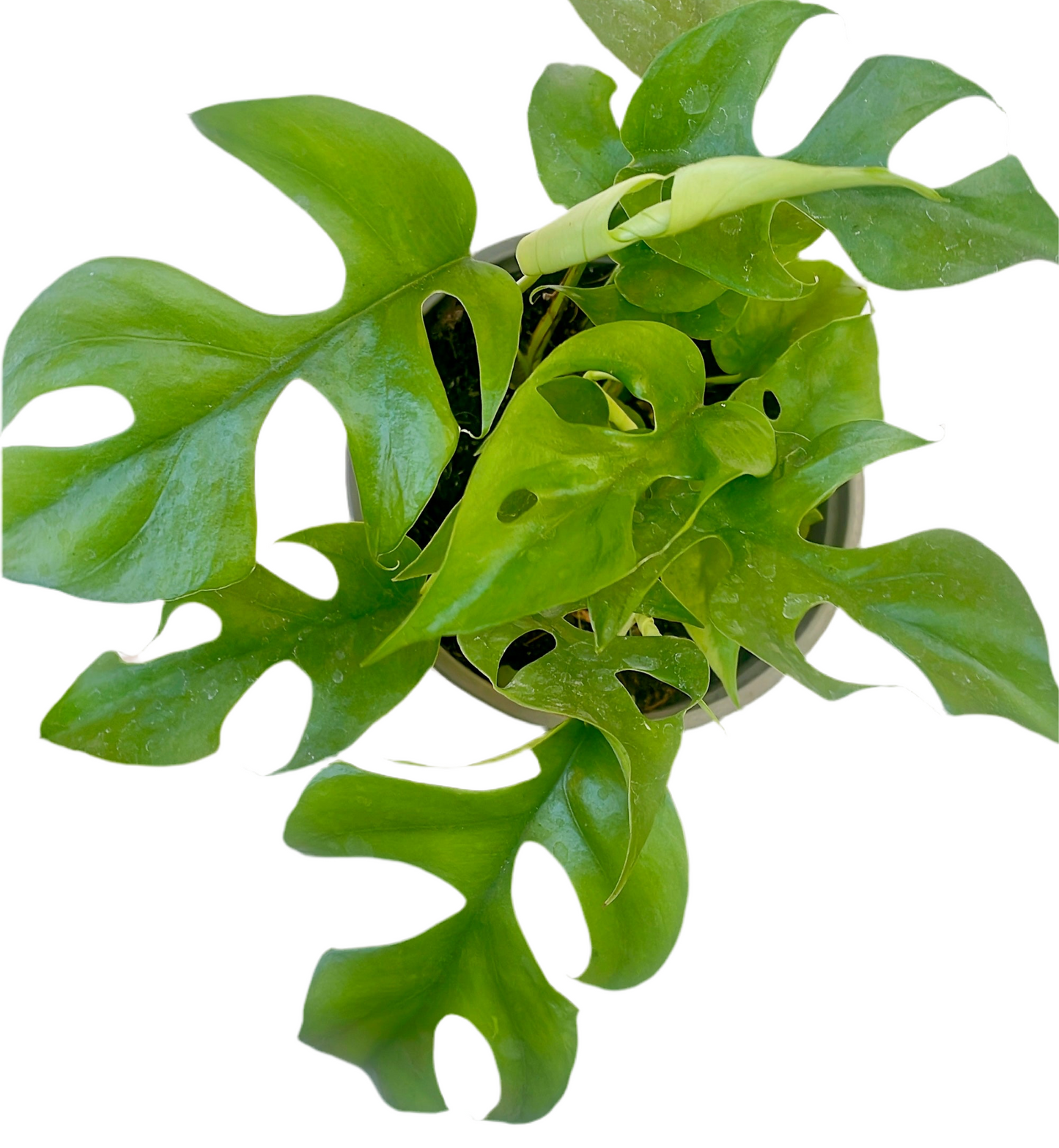 Raphidophora Tetrasperma