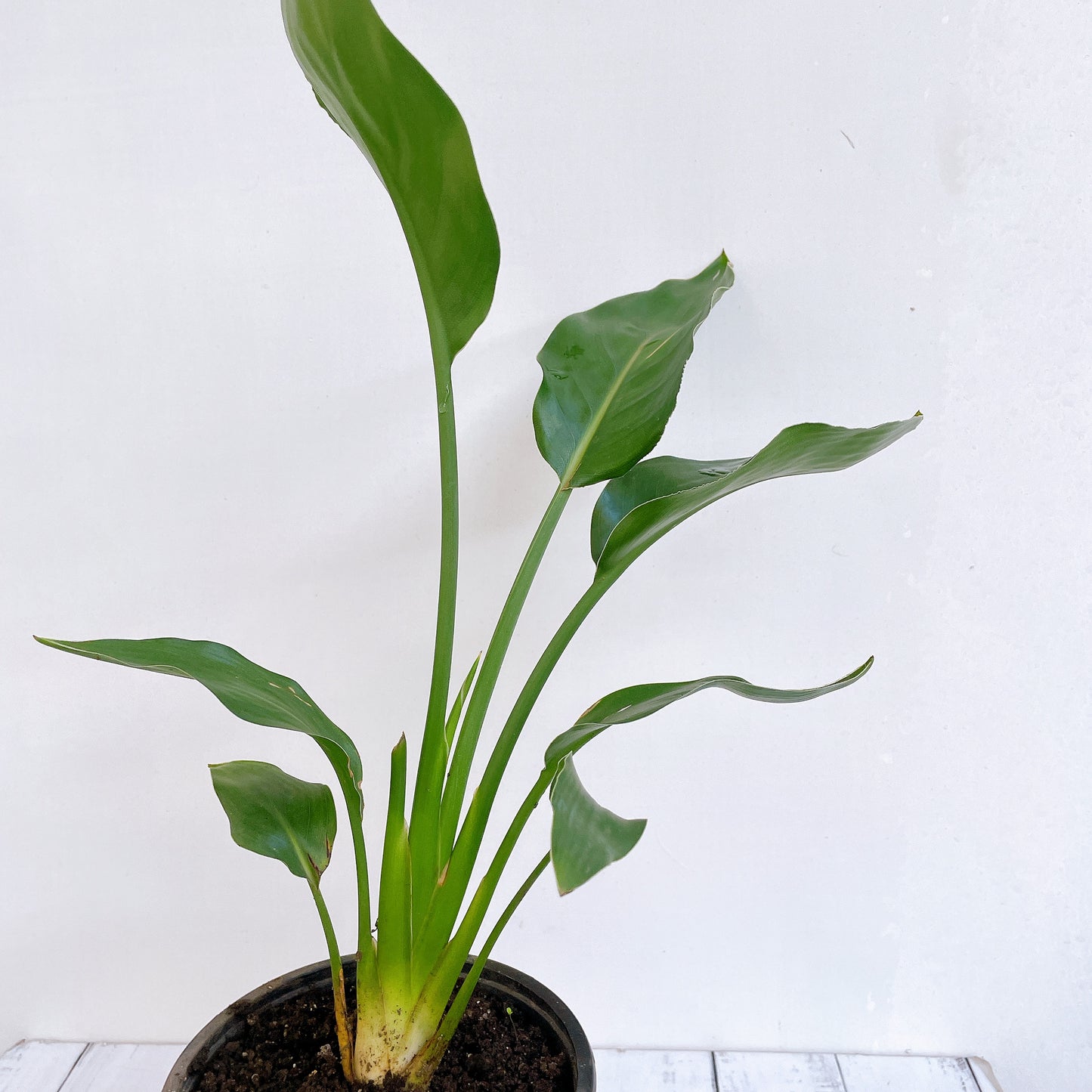 Ave del paraíso / strelitzia regginae
