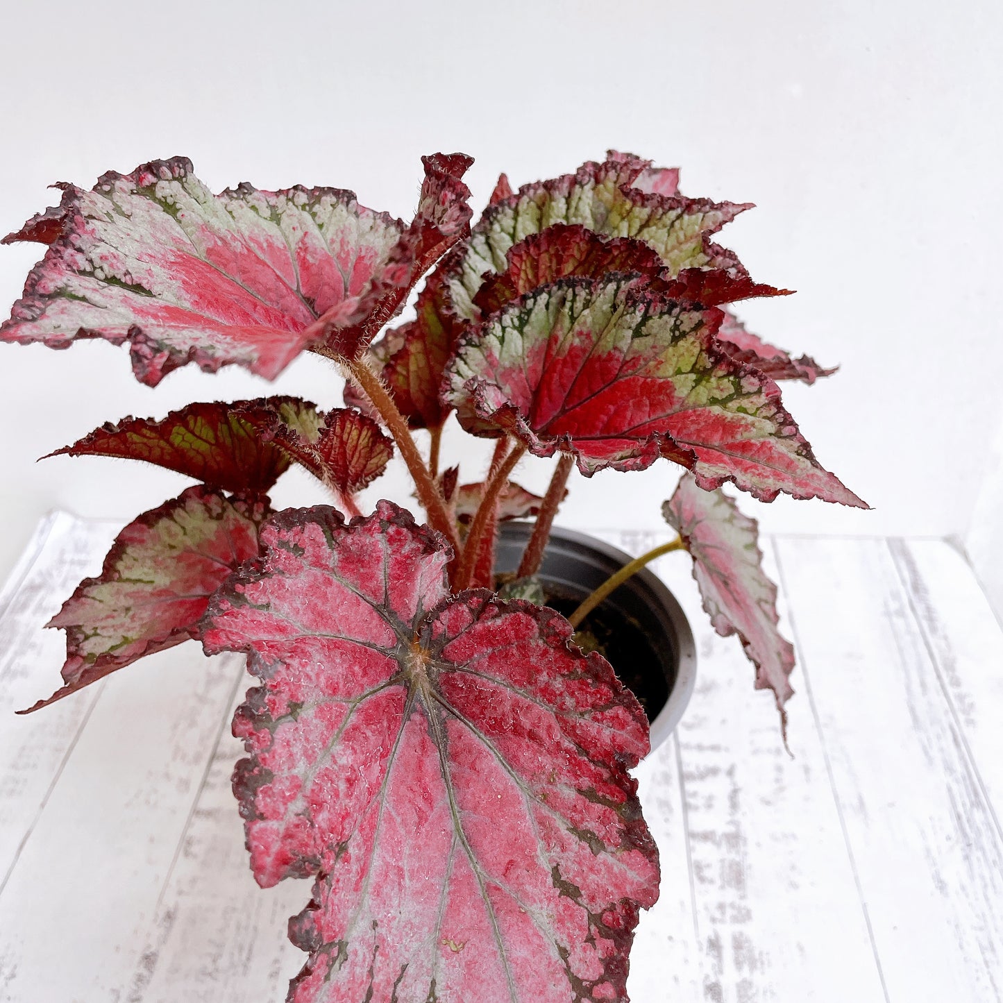 Begonias Variedad