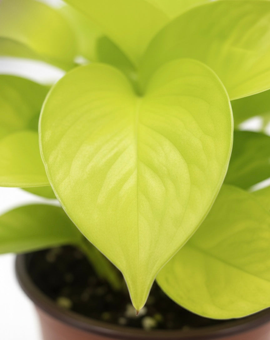 Pothus Golden lemon