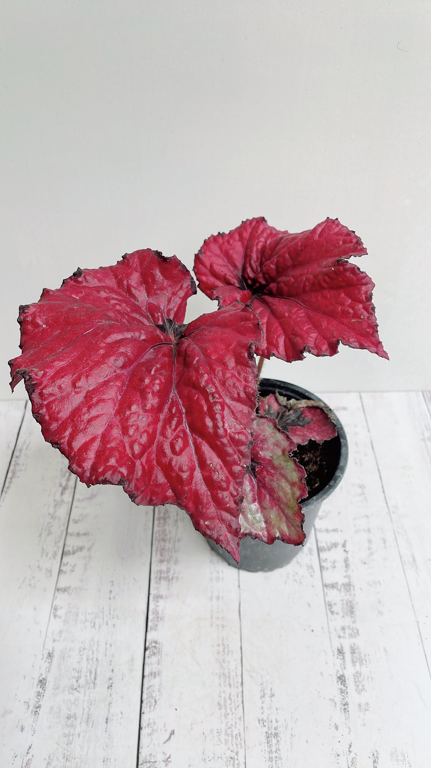 Begonias Variedad