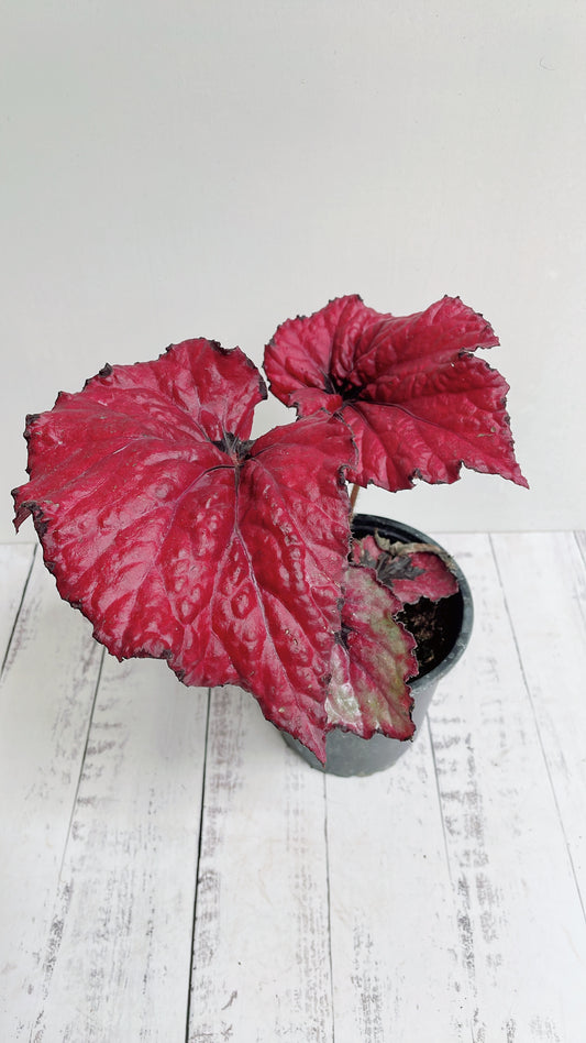 Begonia Rex