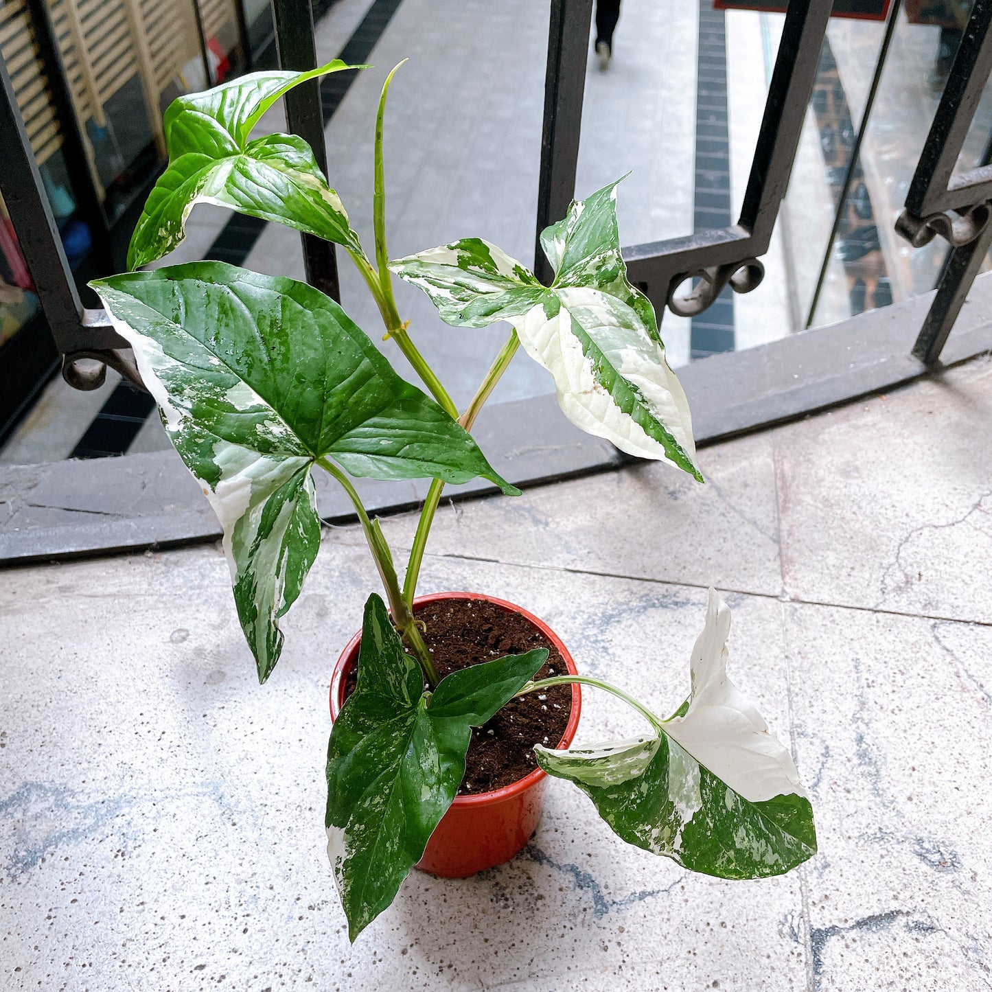 Singonio variegado