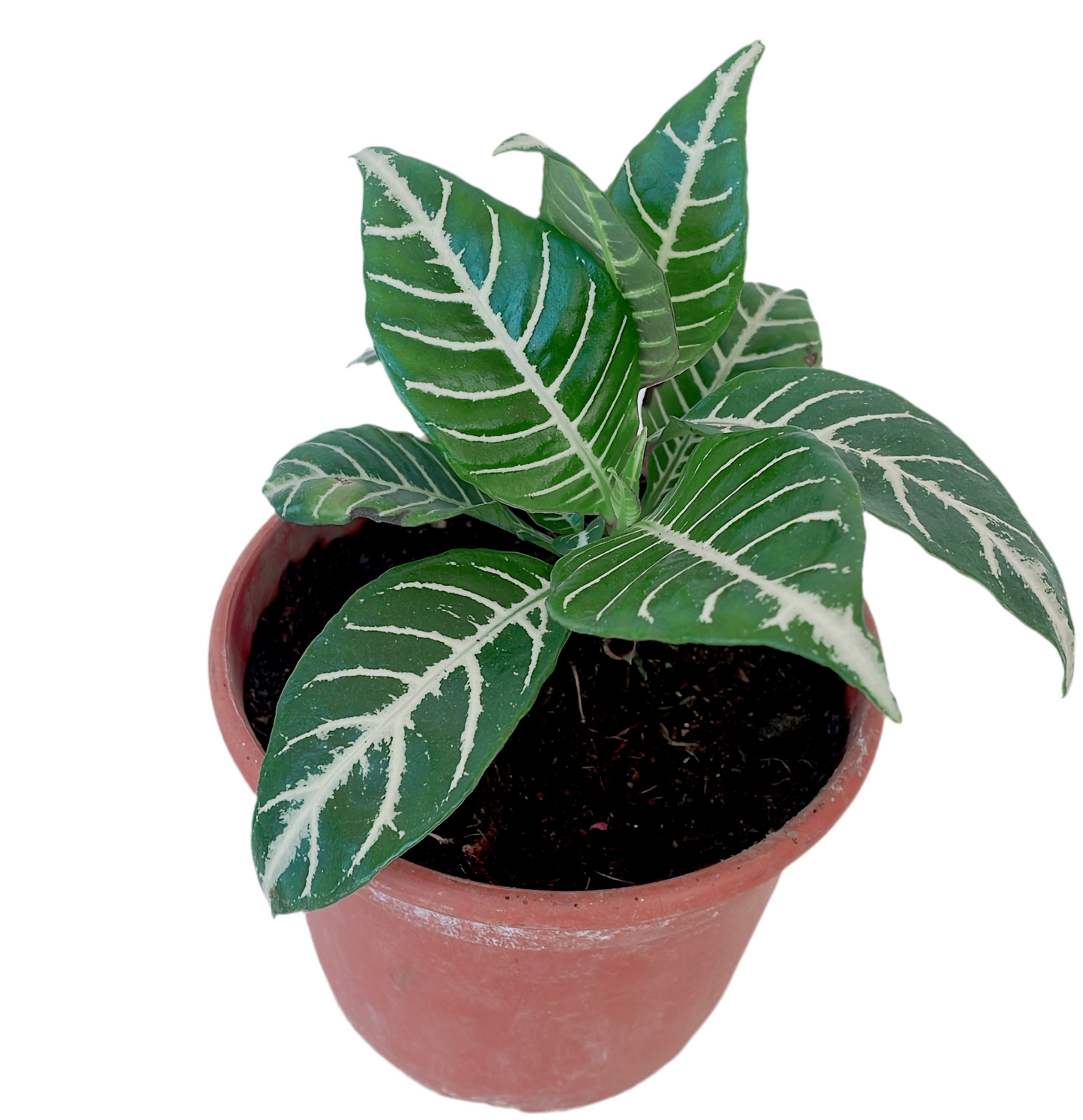 Aphelandra