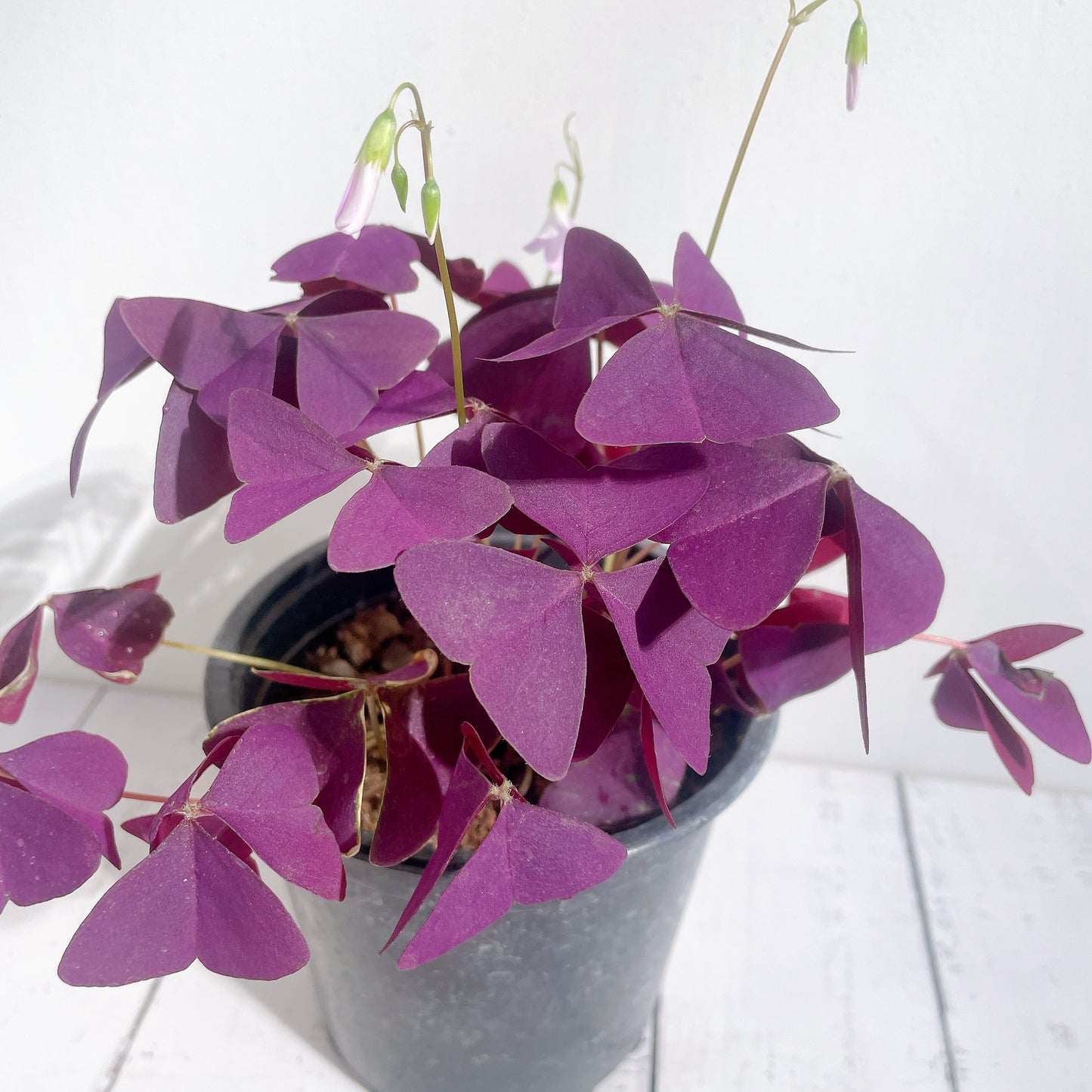 Oxalis Triangularis