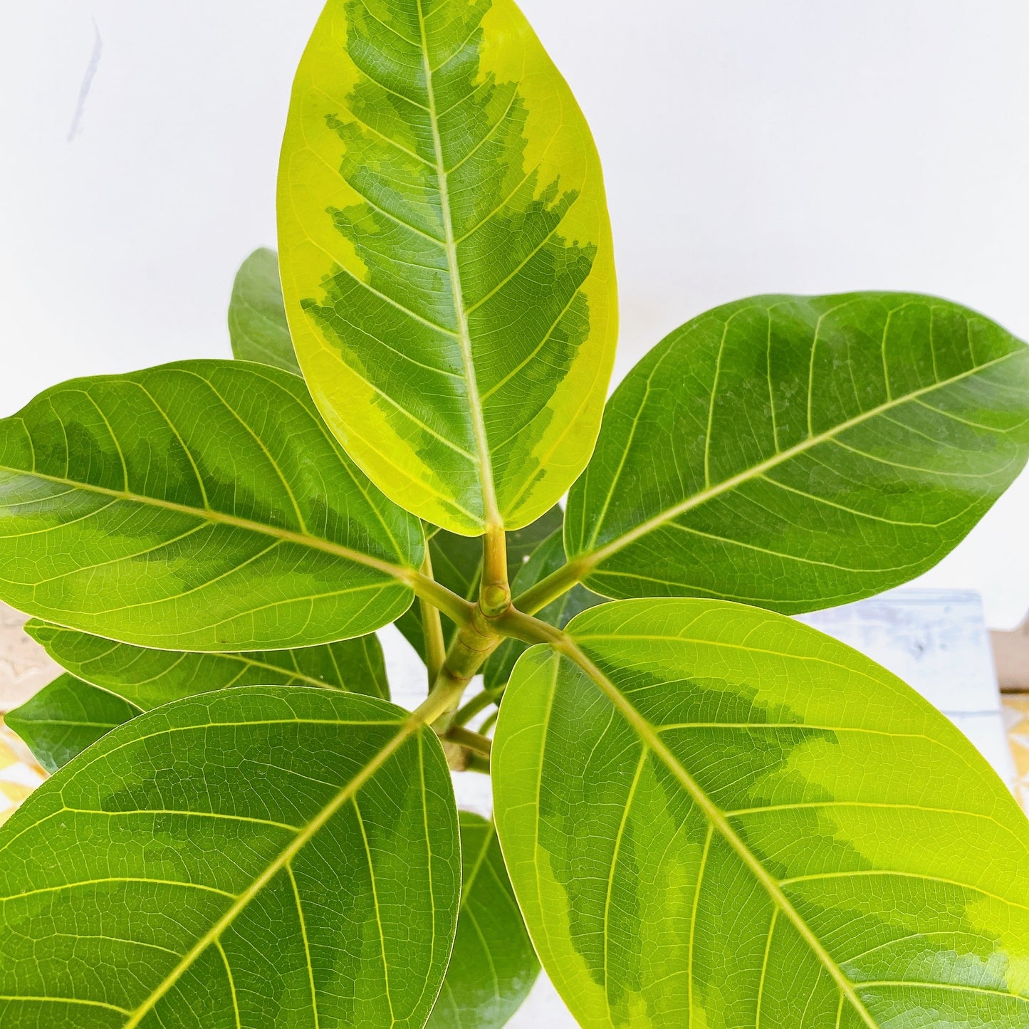 Ficus altísima 50 cm