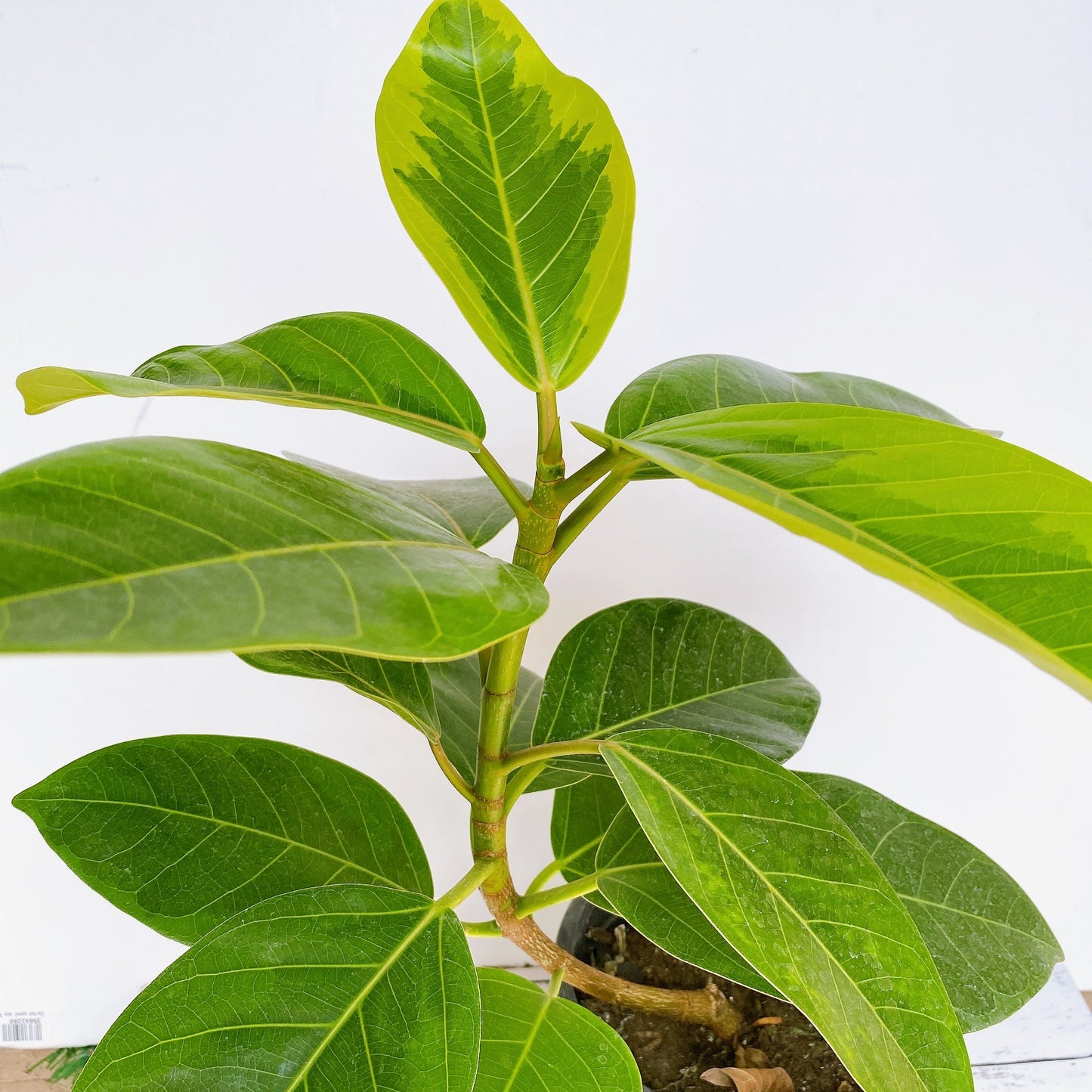 Ficus altísima 50 cm