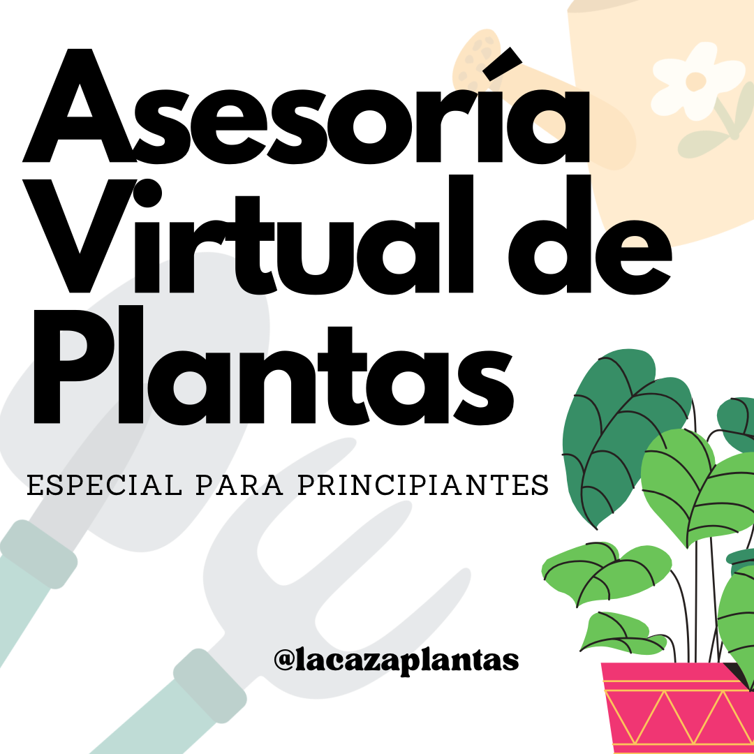 Asesoría Online