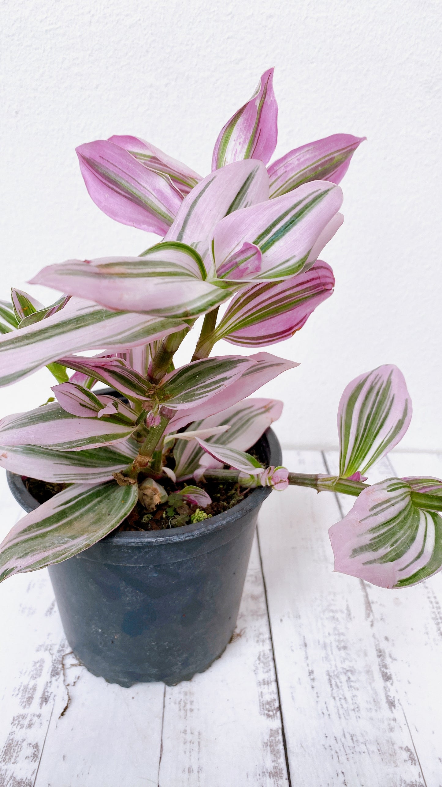 Tradescantia Rose