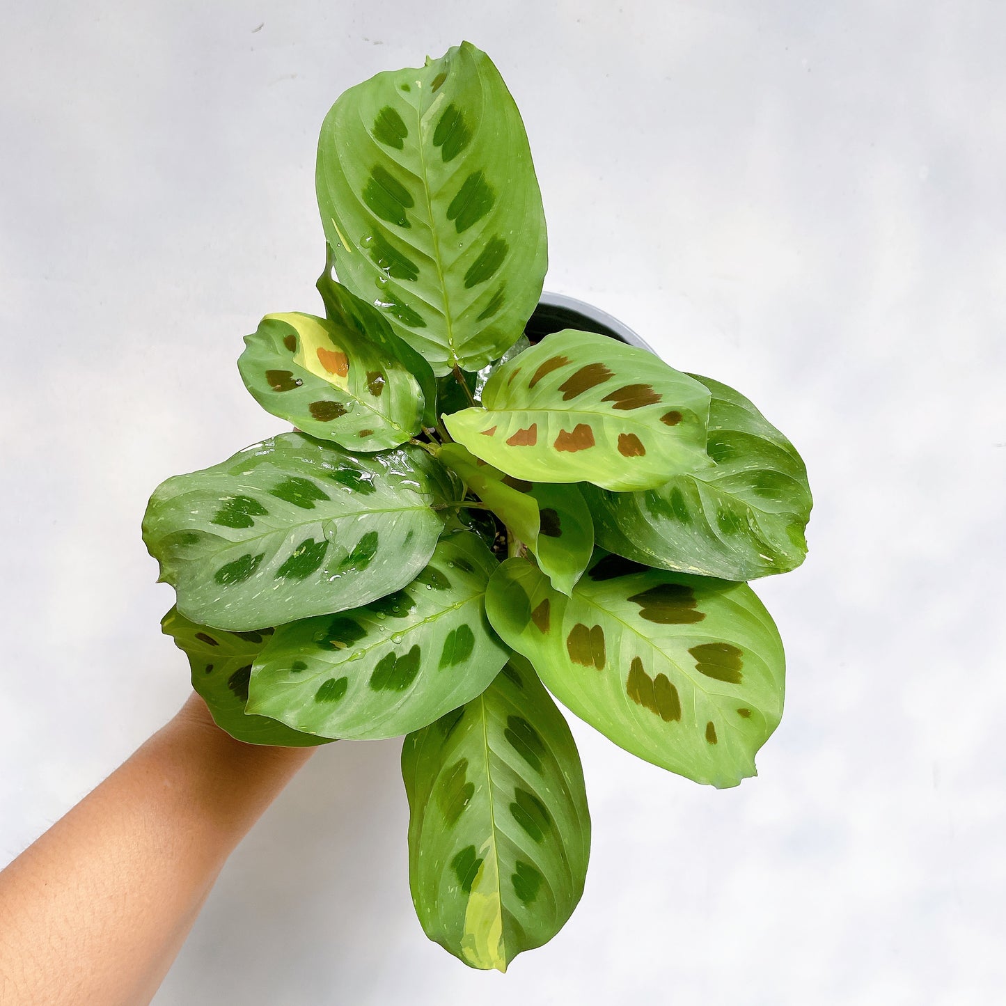 Maranta Kerchoveana variegada