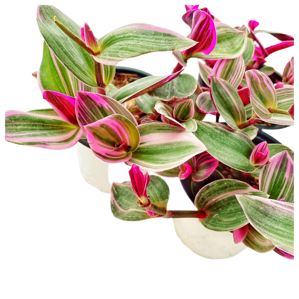 Tradescantia Nanouk