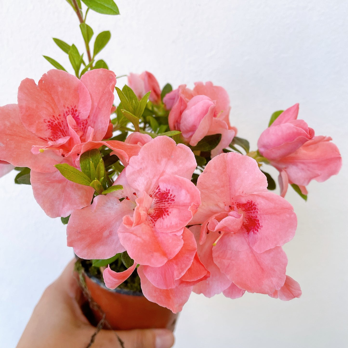 Azaleas