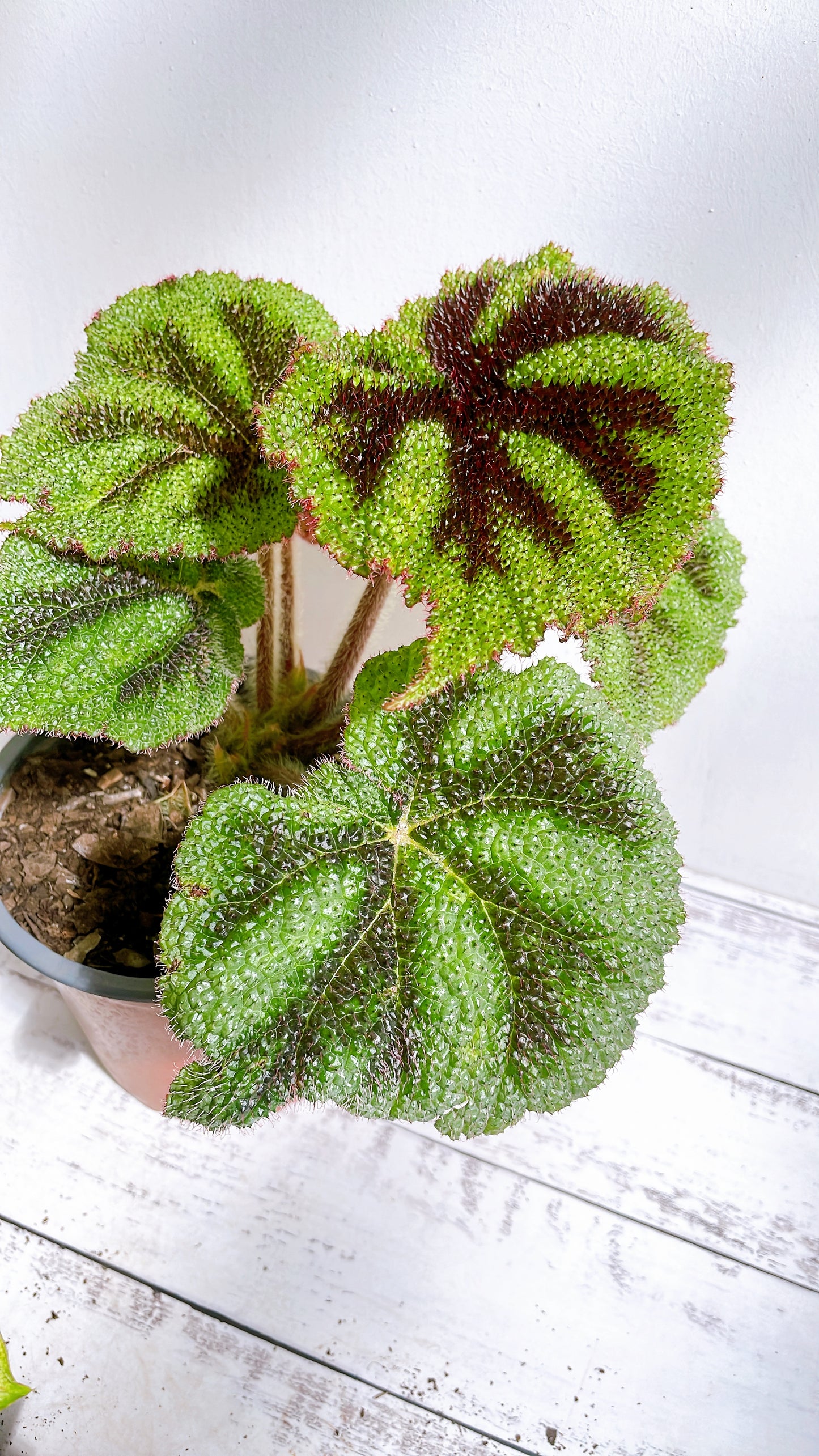 Begonia Cruz de Hierro