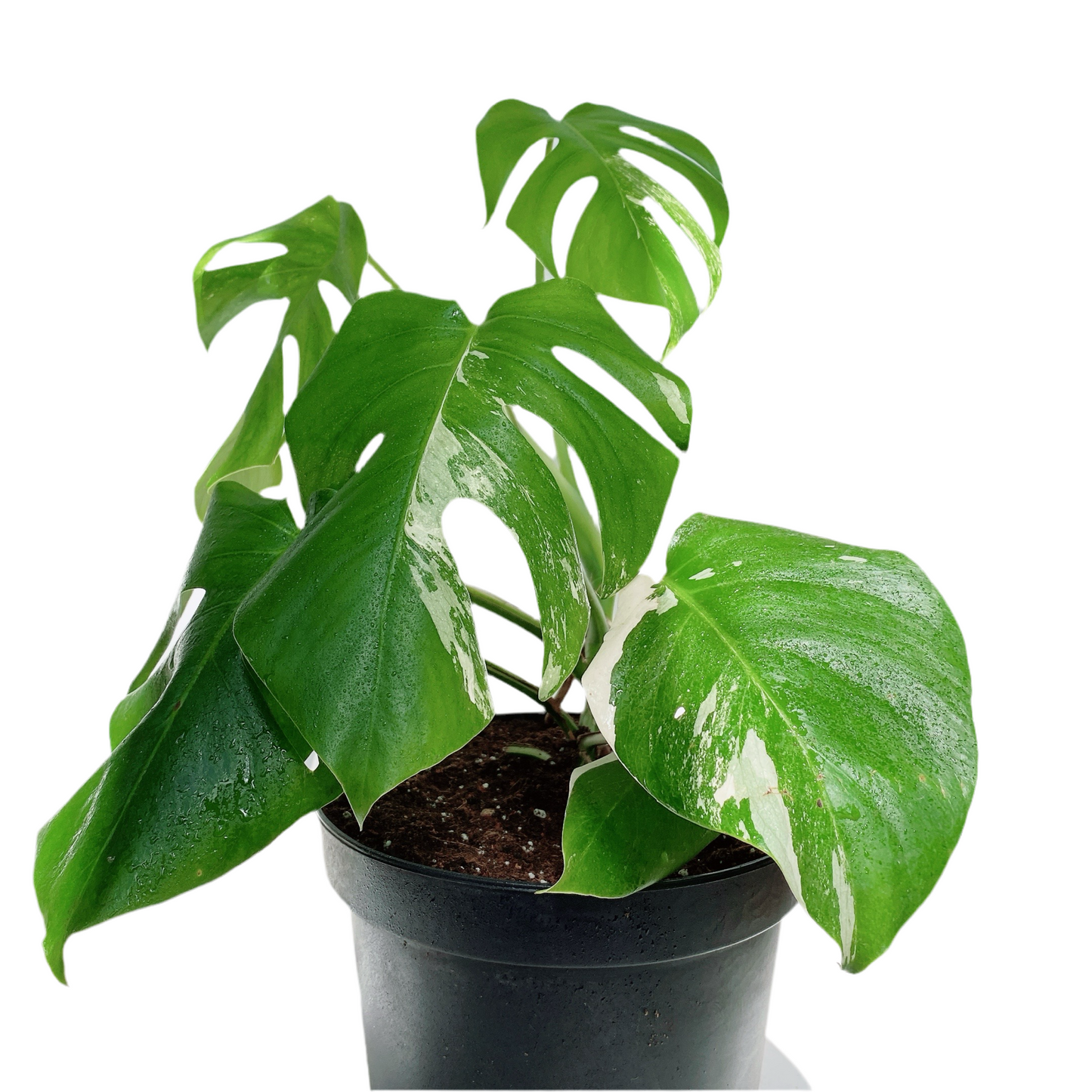 Monstera Variegada