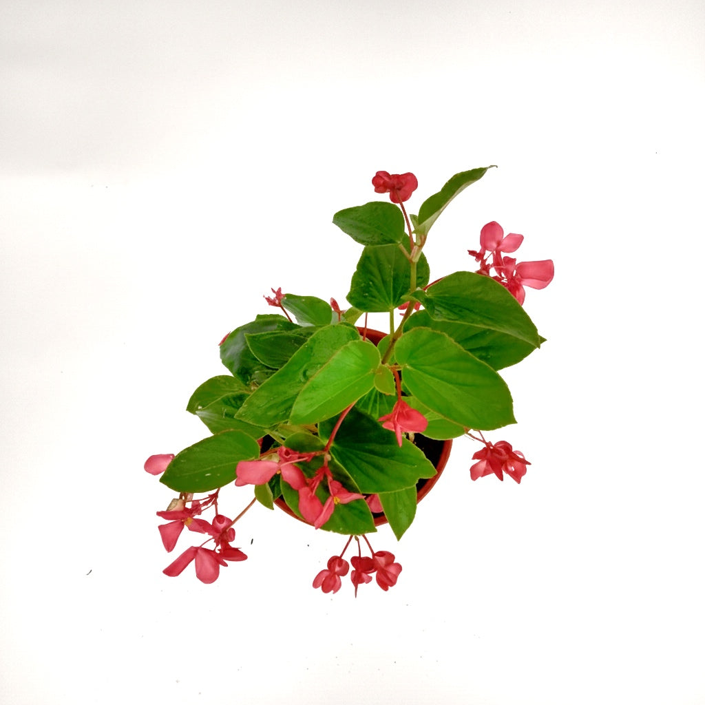 Begonia Dragón 🐉