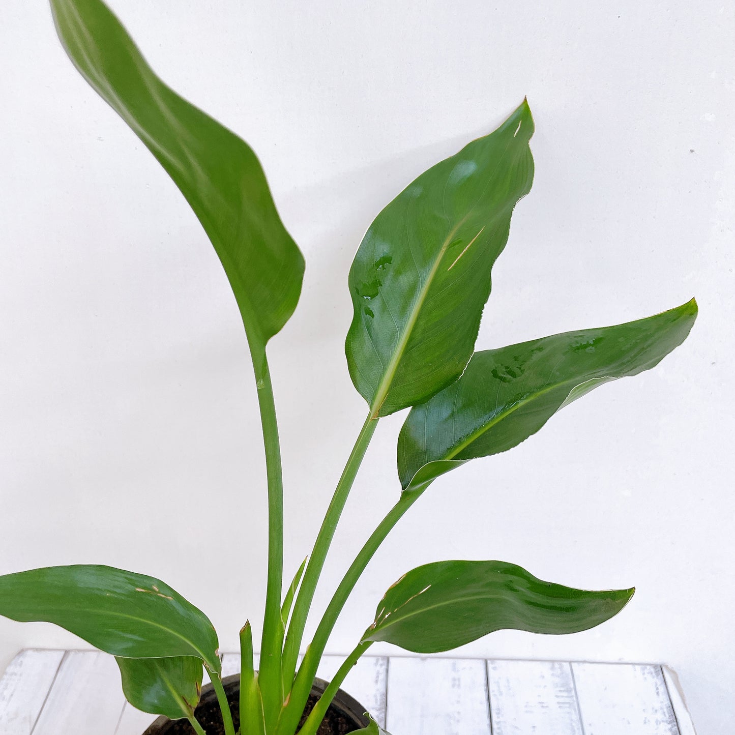 Ave del paraíso / strelitzia regginae