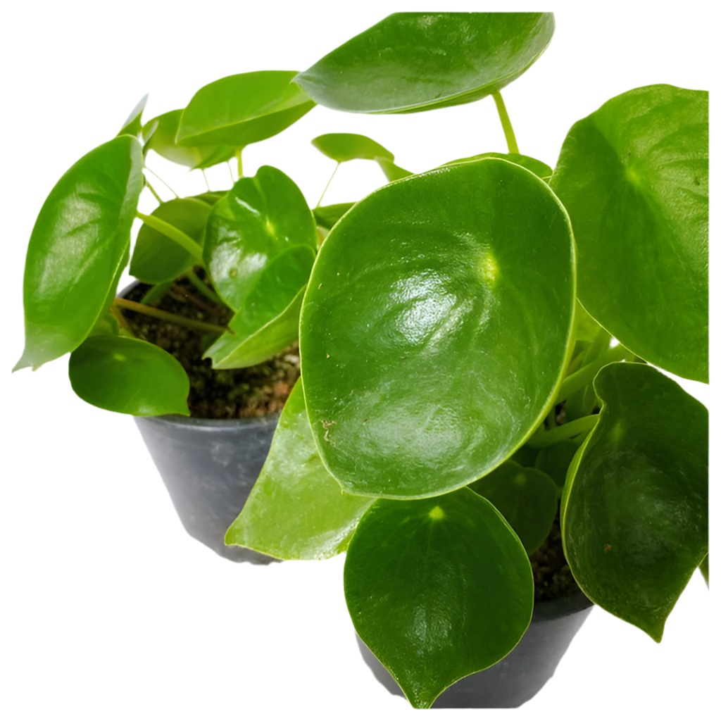 Peperomia Polybotrya