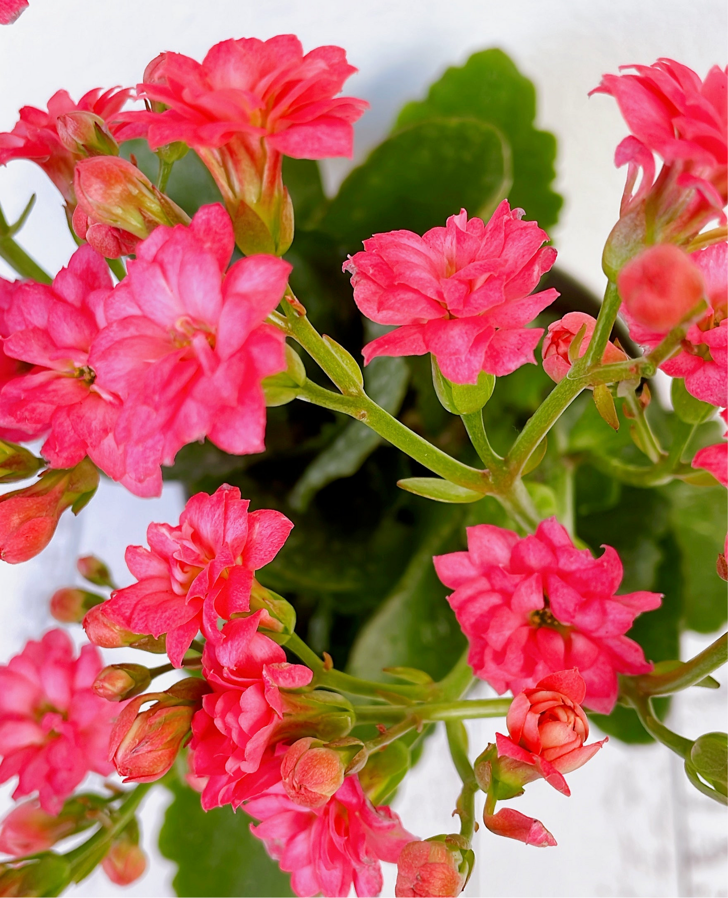 Kalanchoe florido