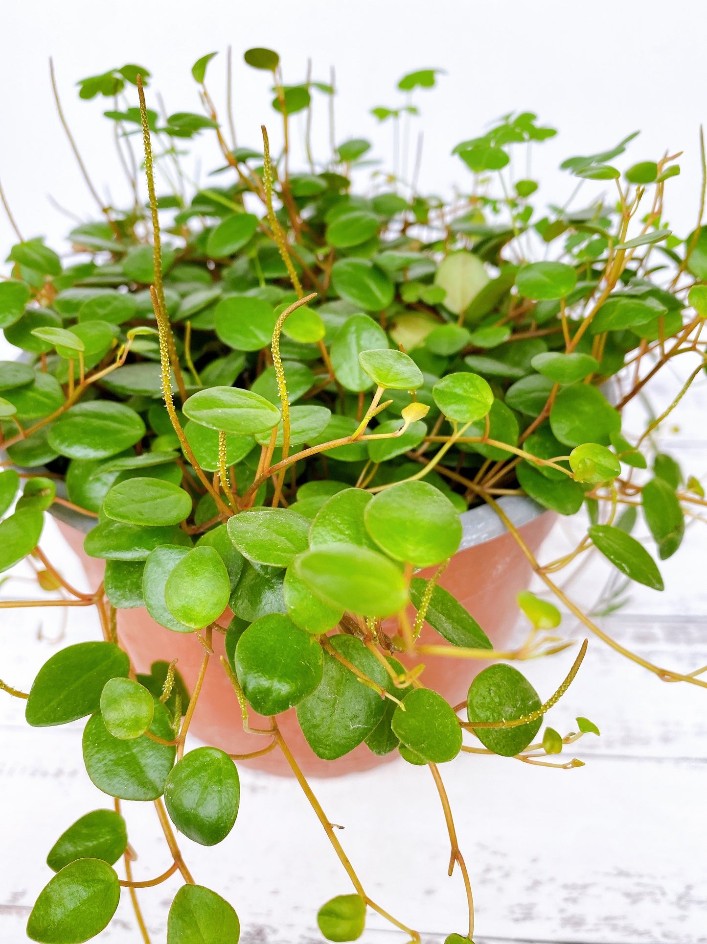 Peperomia pepperspot