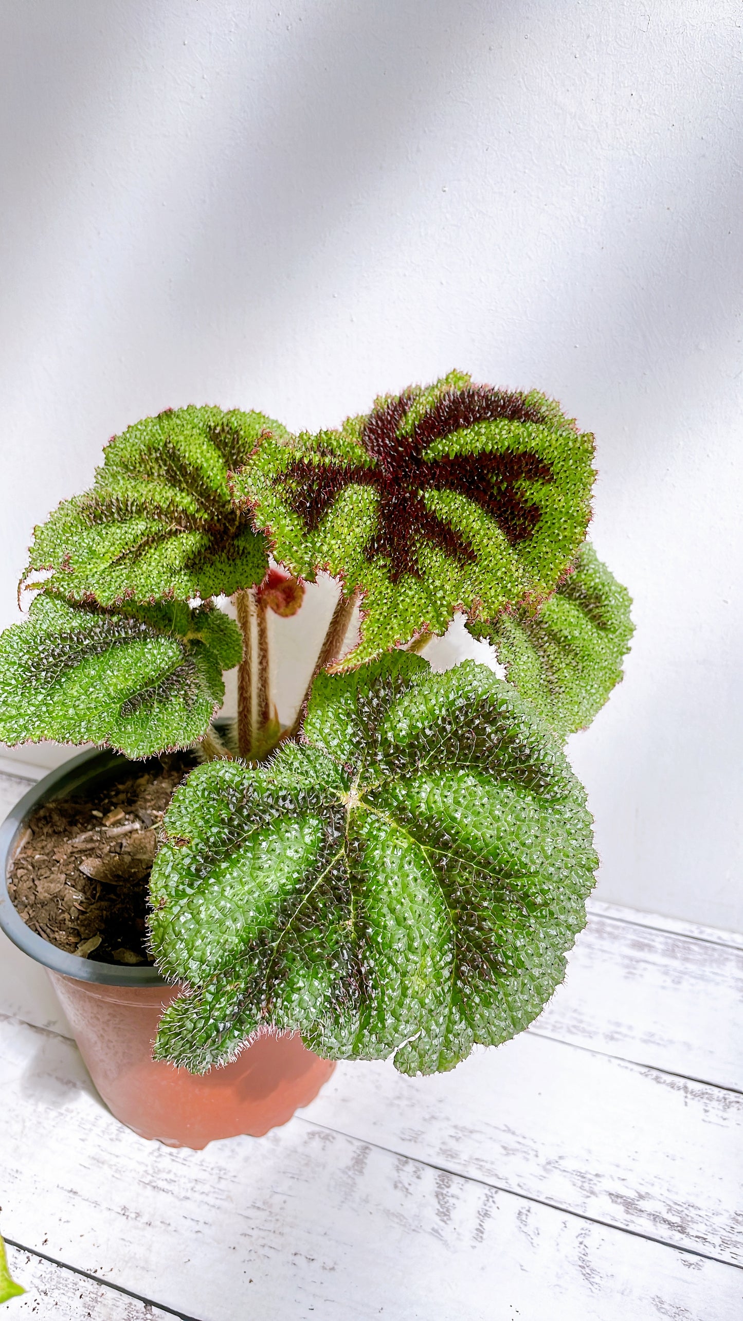 Begonia Cruz de Hierro