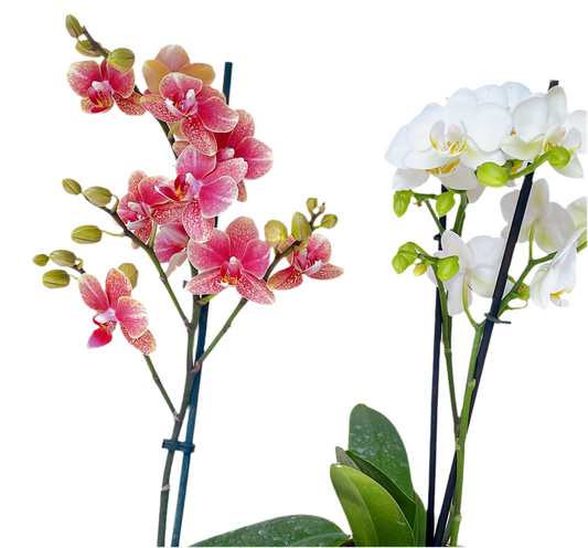 Orquídea (Phalaenopsis)