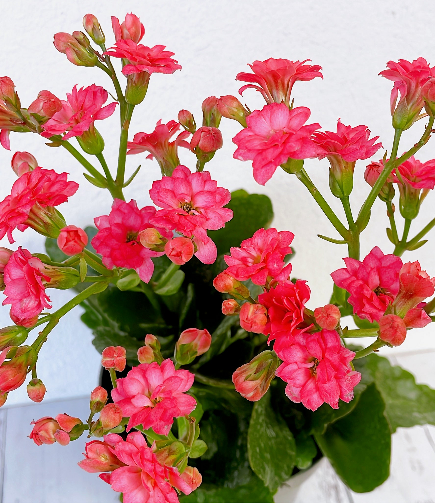 Kalanchoe florido