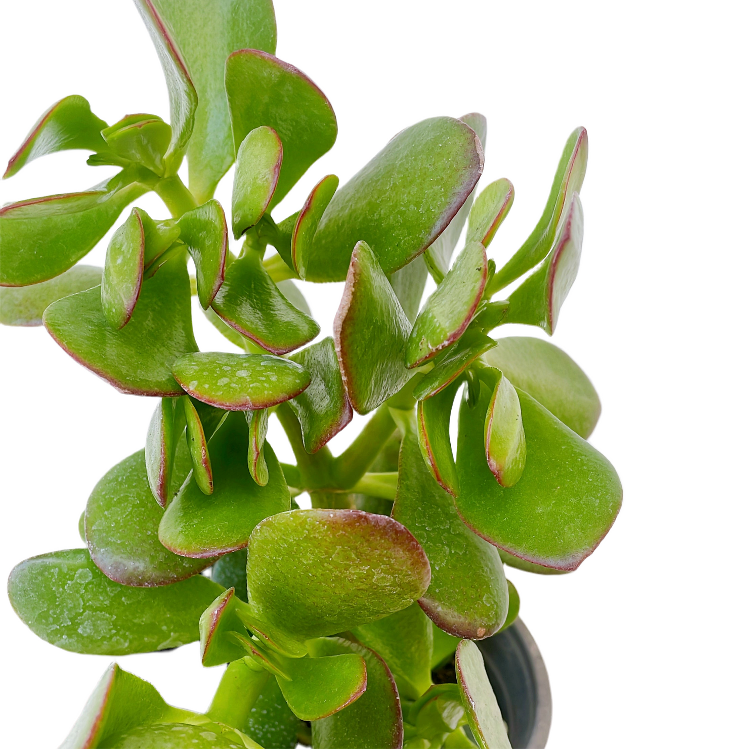 Jade