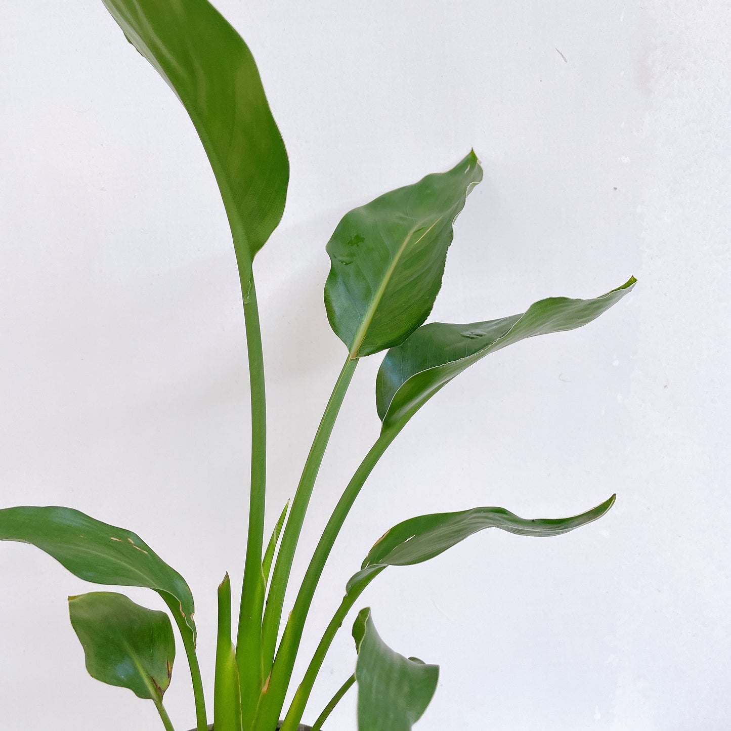 Ave del paraíso / strelitzia regginae
