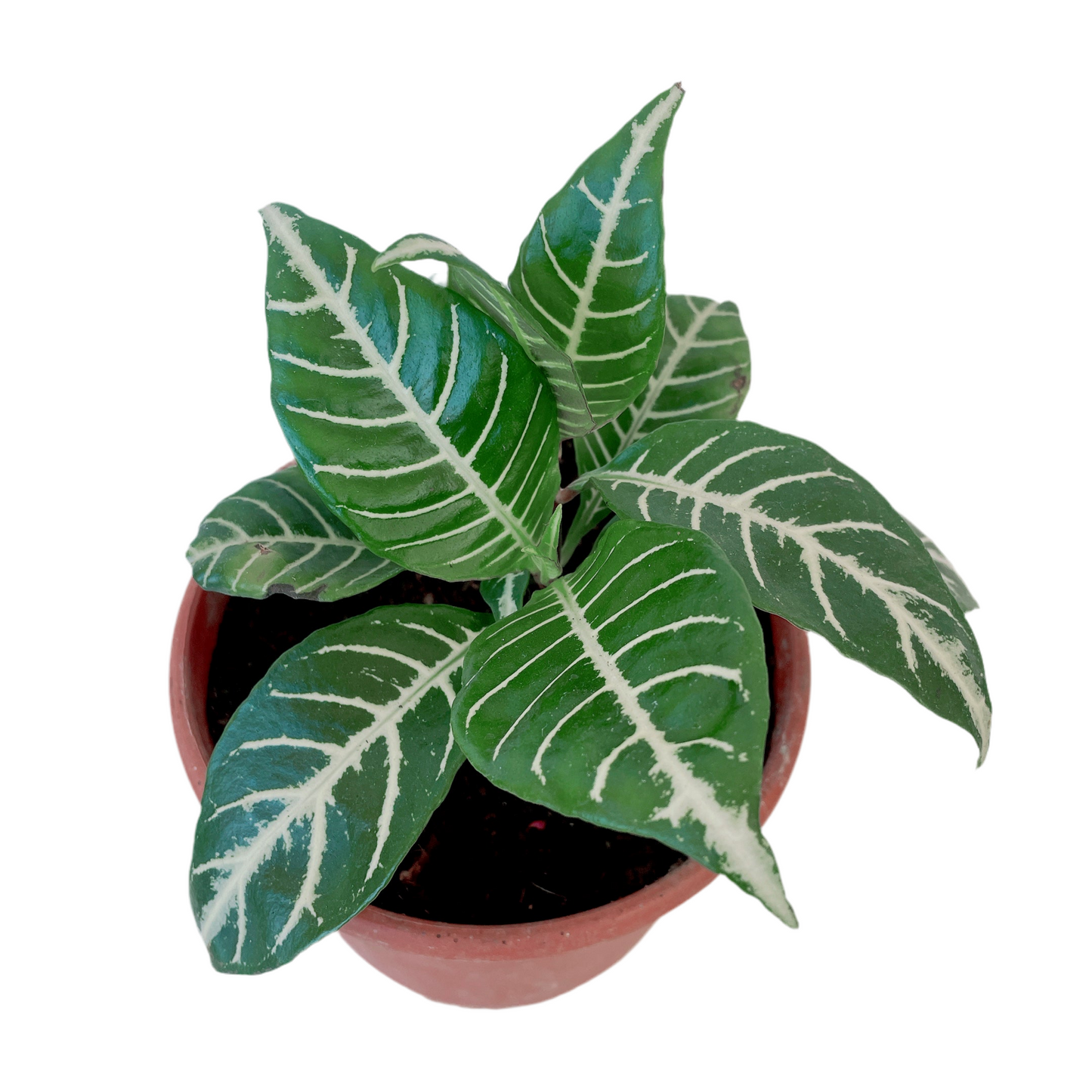 Aphelandra