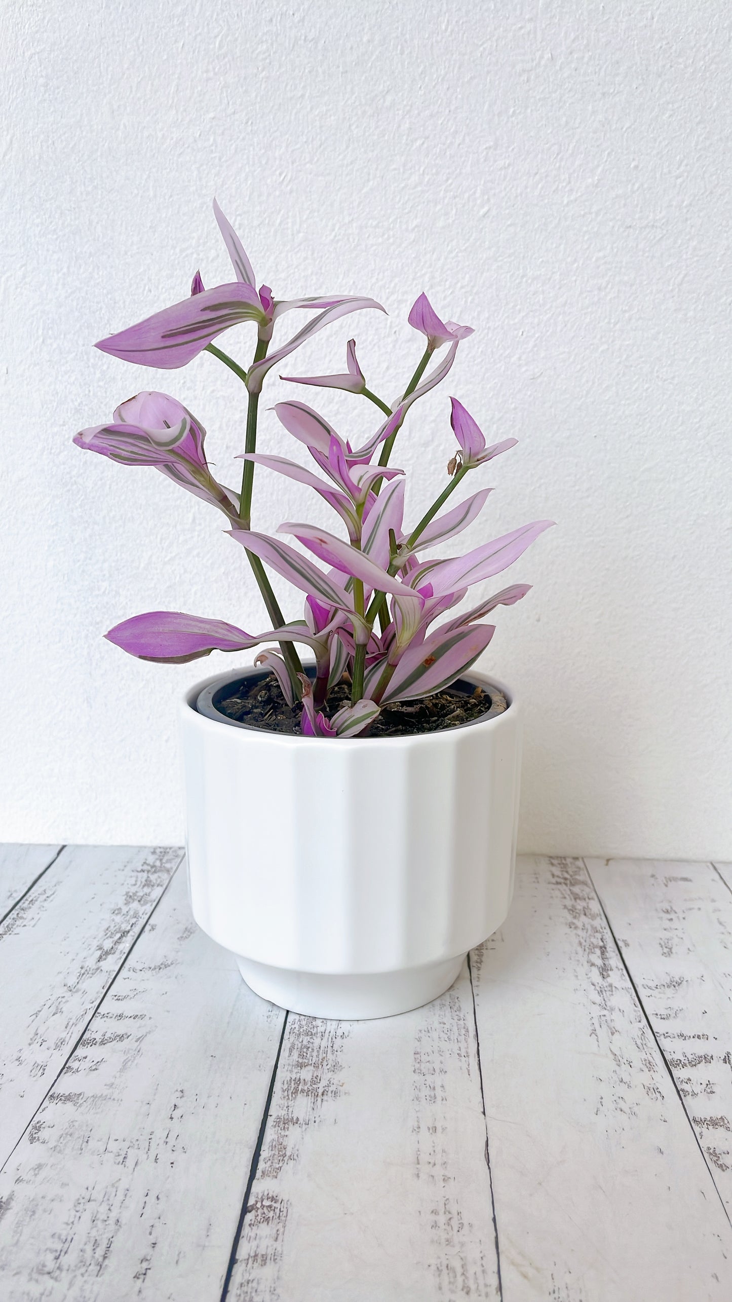 Tradescantia Rose