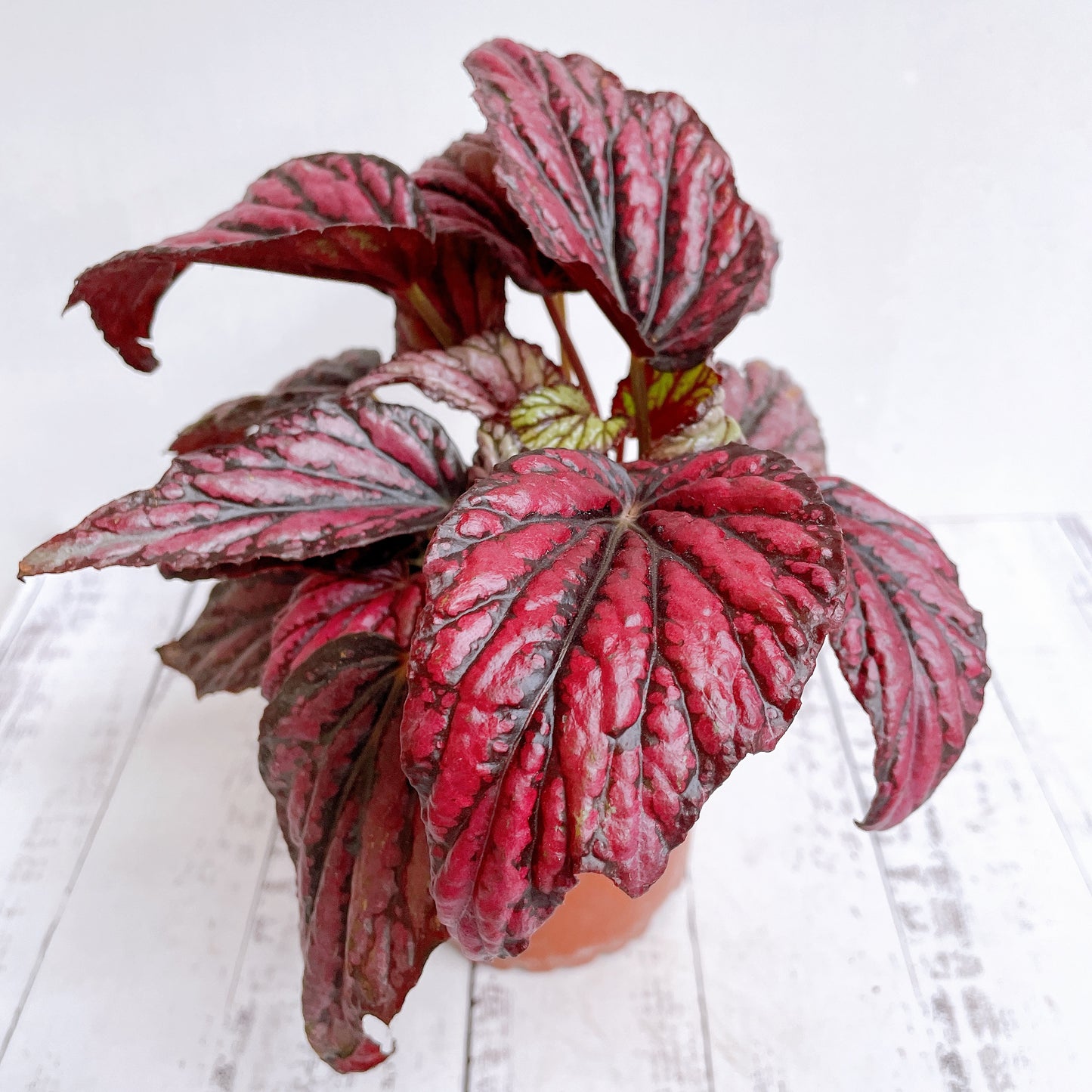 Begonias Variedad