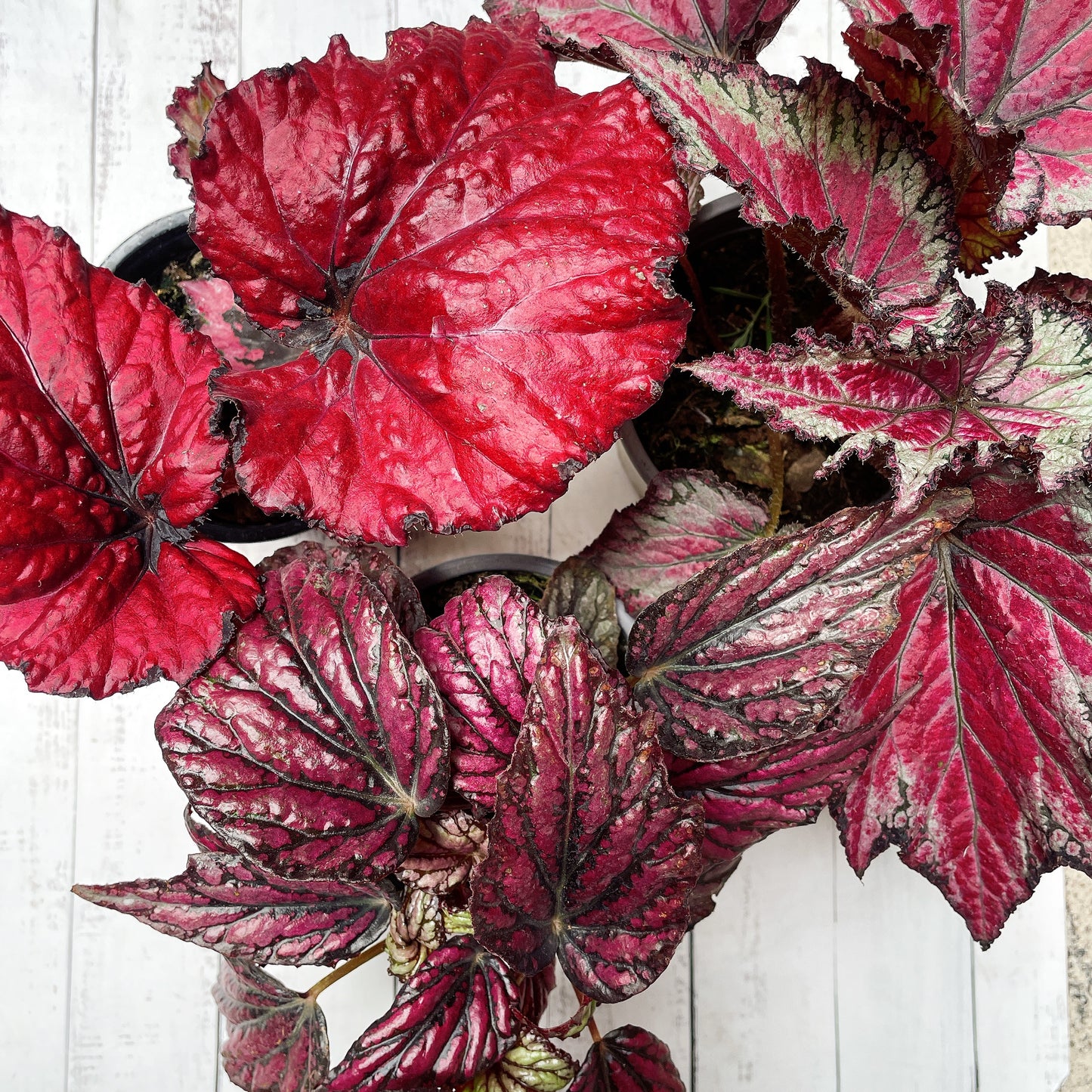 Begonias Variedad