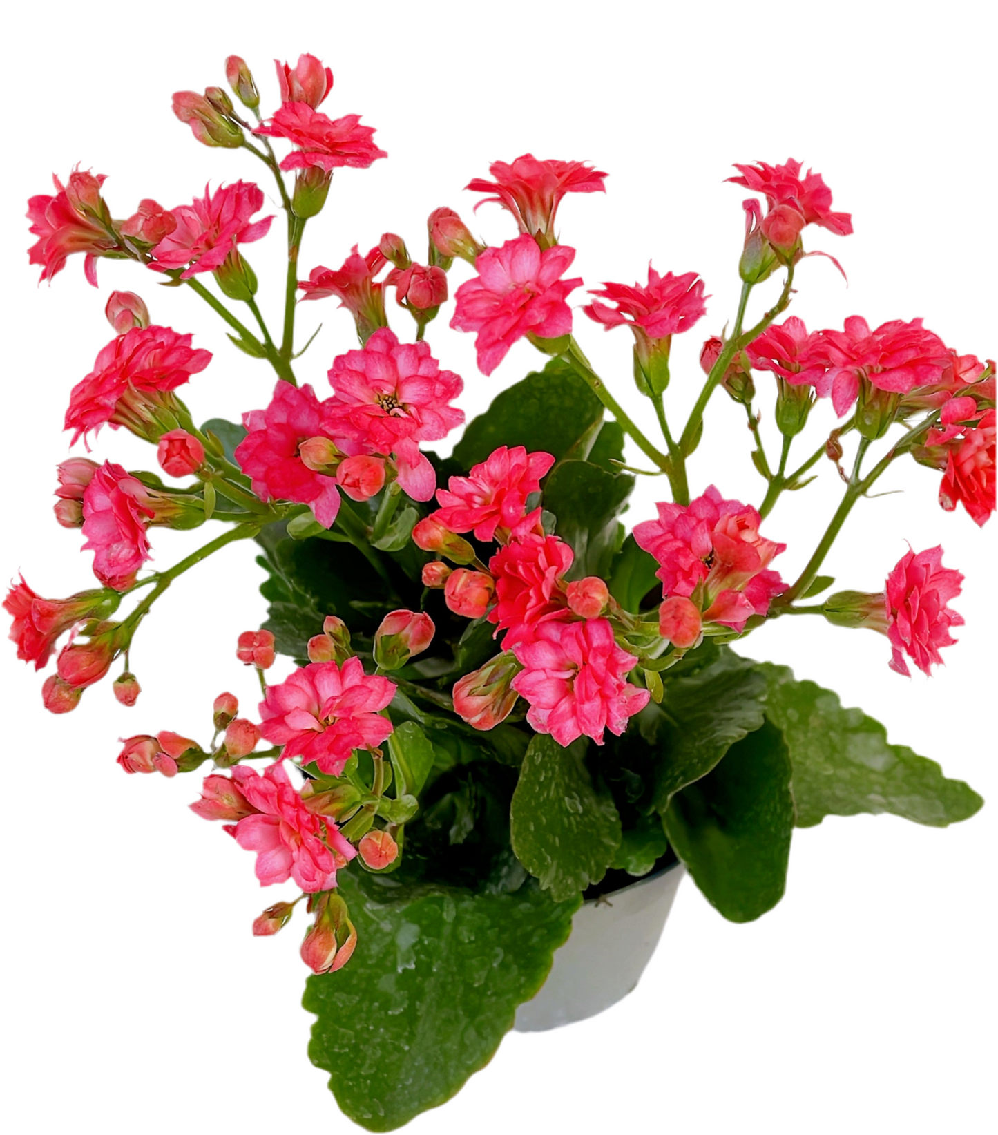 Kalanchoe florido