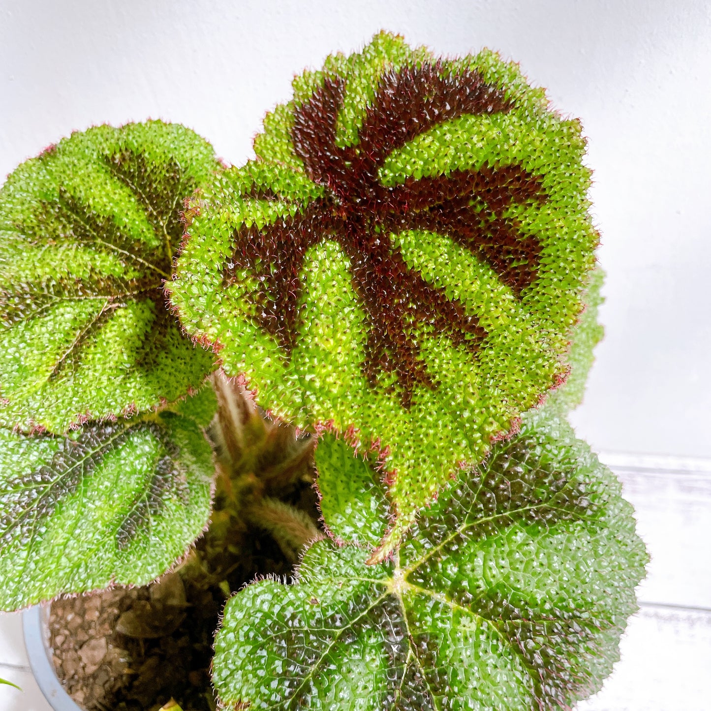 Begonia Cruz de Hierro