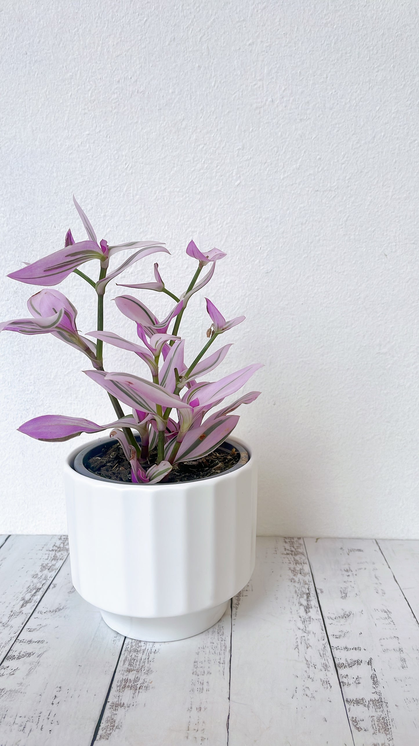 Tradescantia Rose