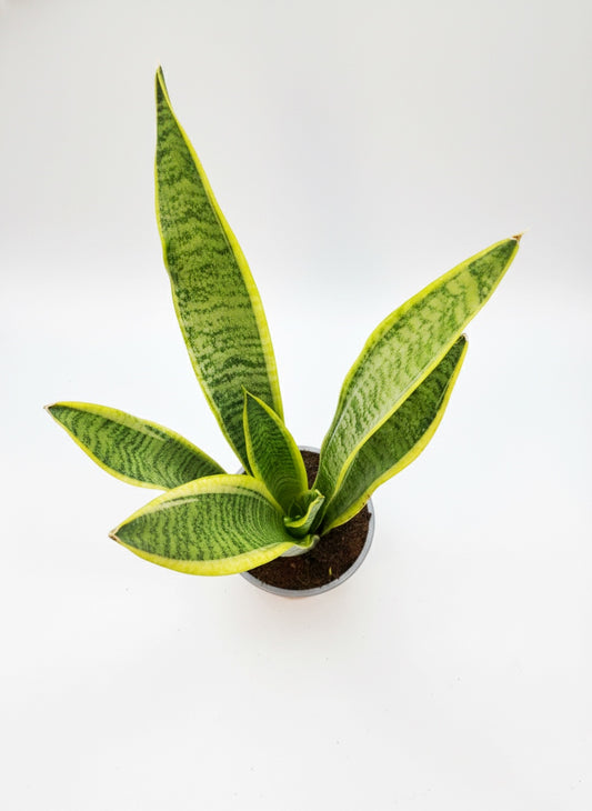 Sansevieria Laurentii