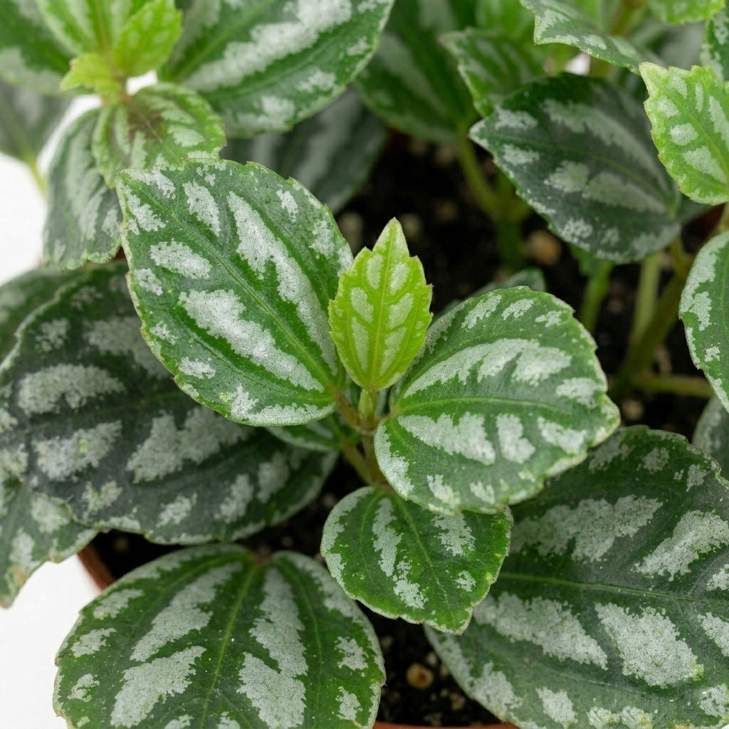Pilea Cardierei