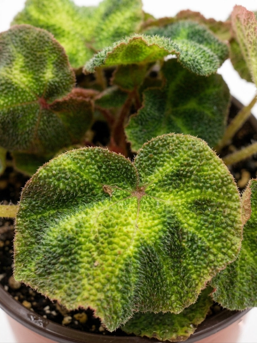 Begonia Soli Mutata